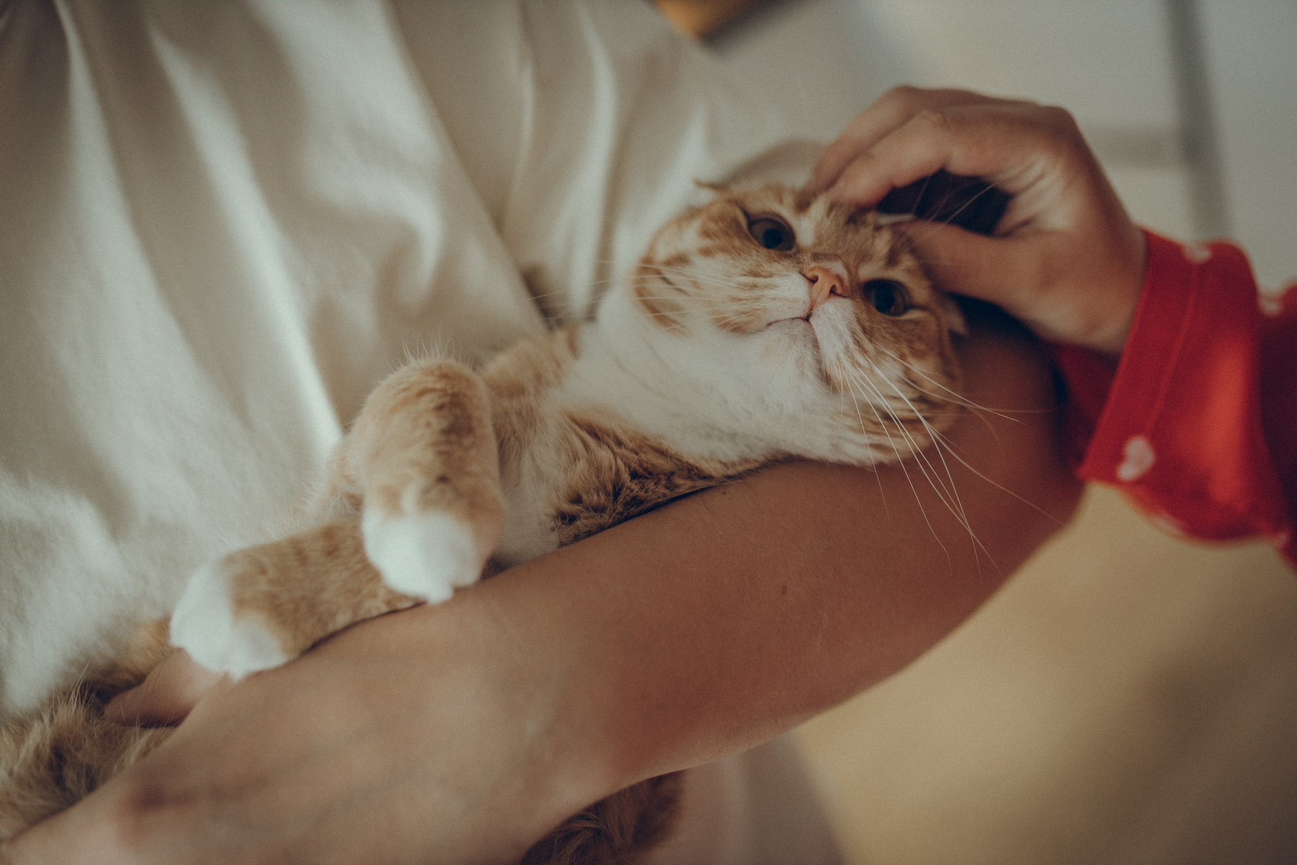 Аня & Кирилл. Семейный фотограф и фотограф на роды в Ростове-на-Дону Мухина Виктория