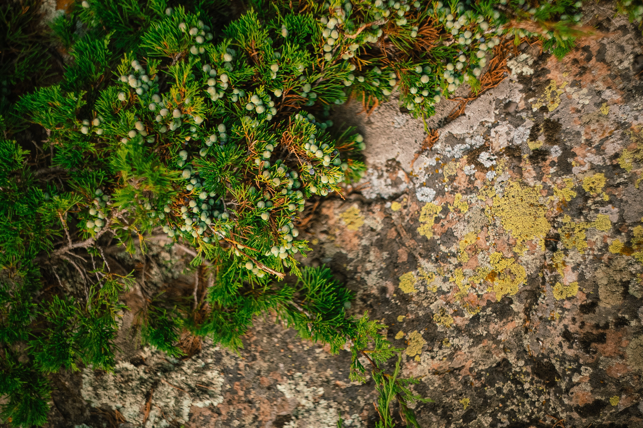 Кабардино-Балкария ✽ Август. Репортажный фотограф | Роза Хутор Красная Поляна Сочи Сириус