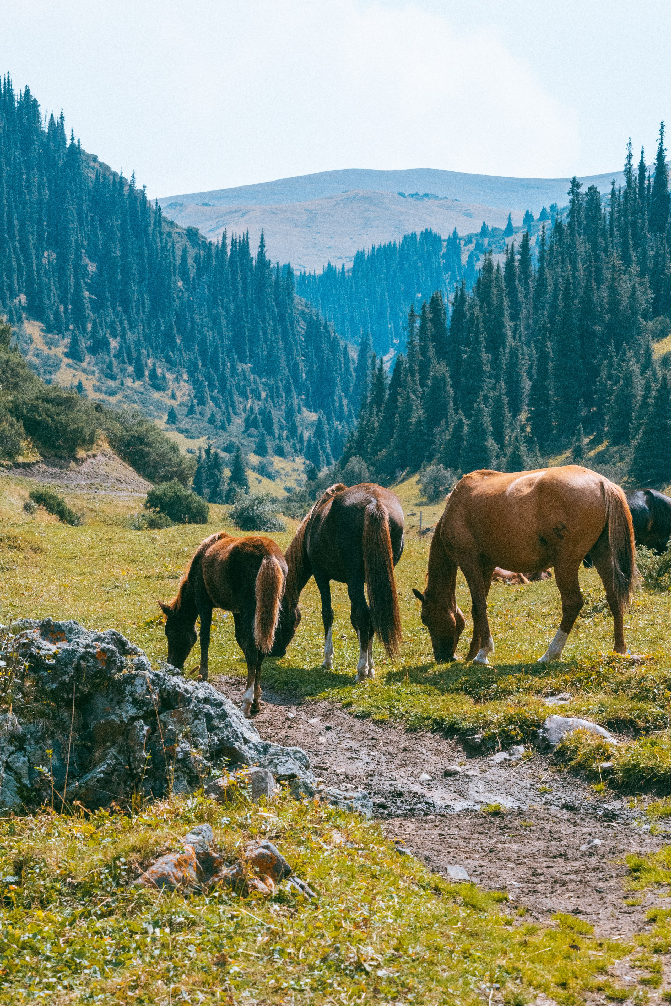 Поездка на плато Ассы и за пределами. Экскурсии и туры по Алматы