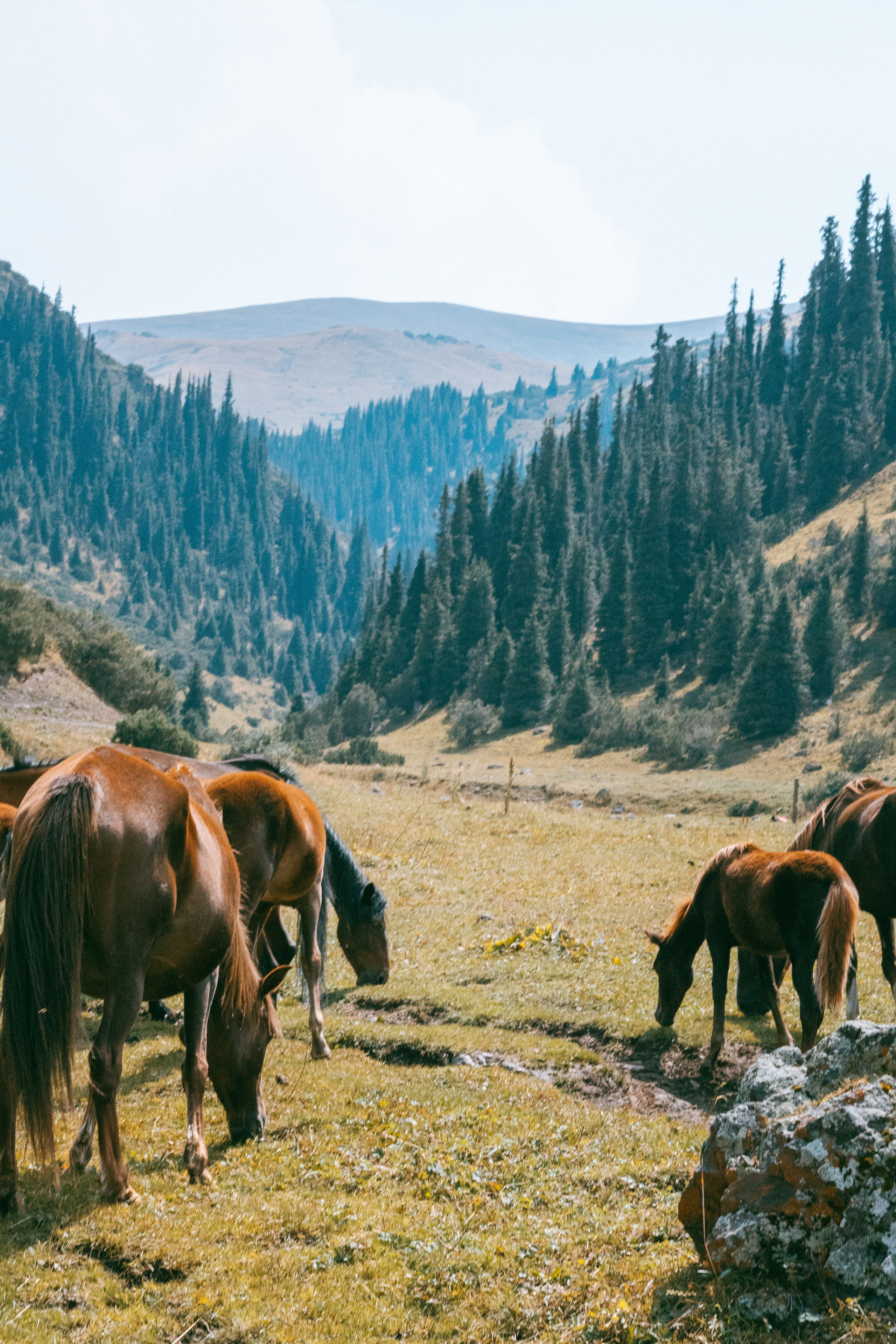 Плато Ассы, озеро Иссык и водопад: комфорт-маршрут, джипы, мини-группа. Экскурсии и туры по Алматы