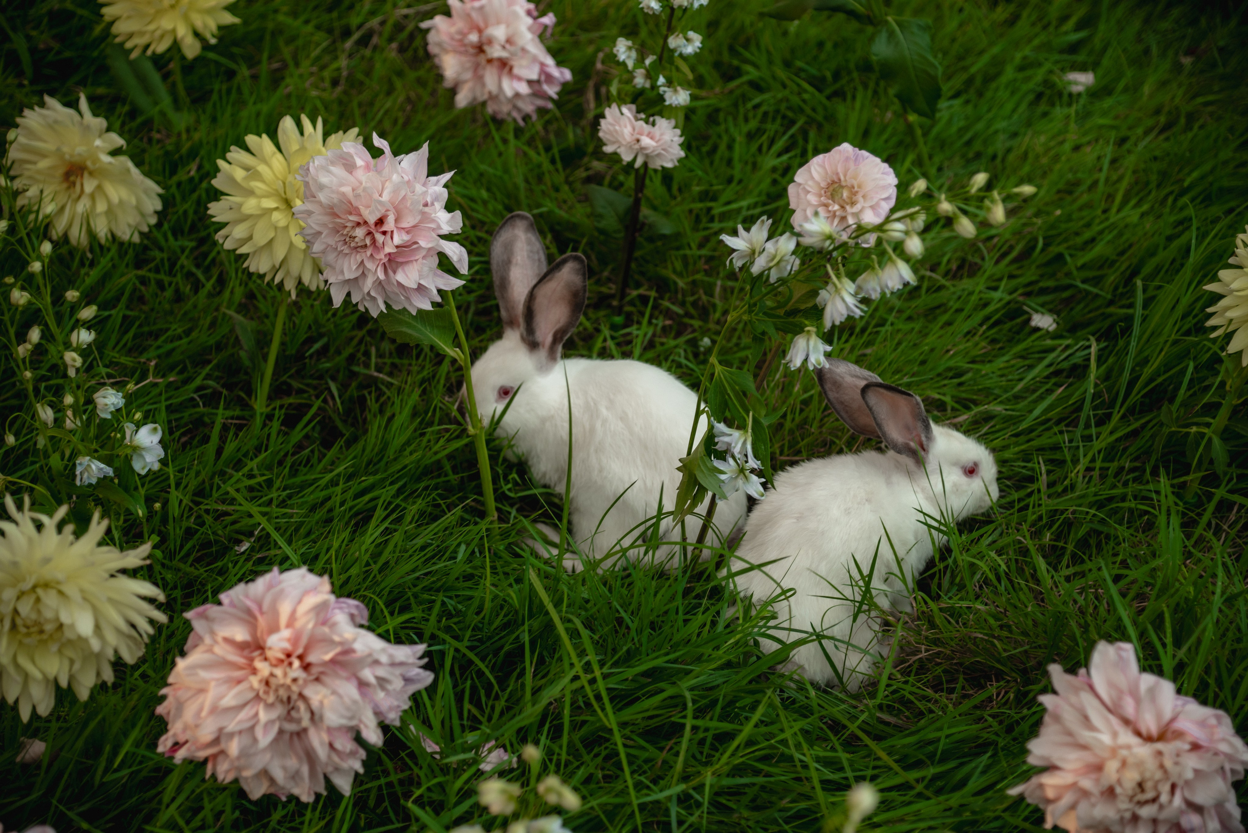 Бельбек. Свадебный фотограф Анна Хочева