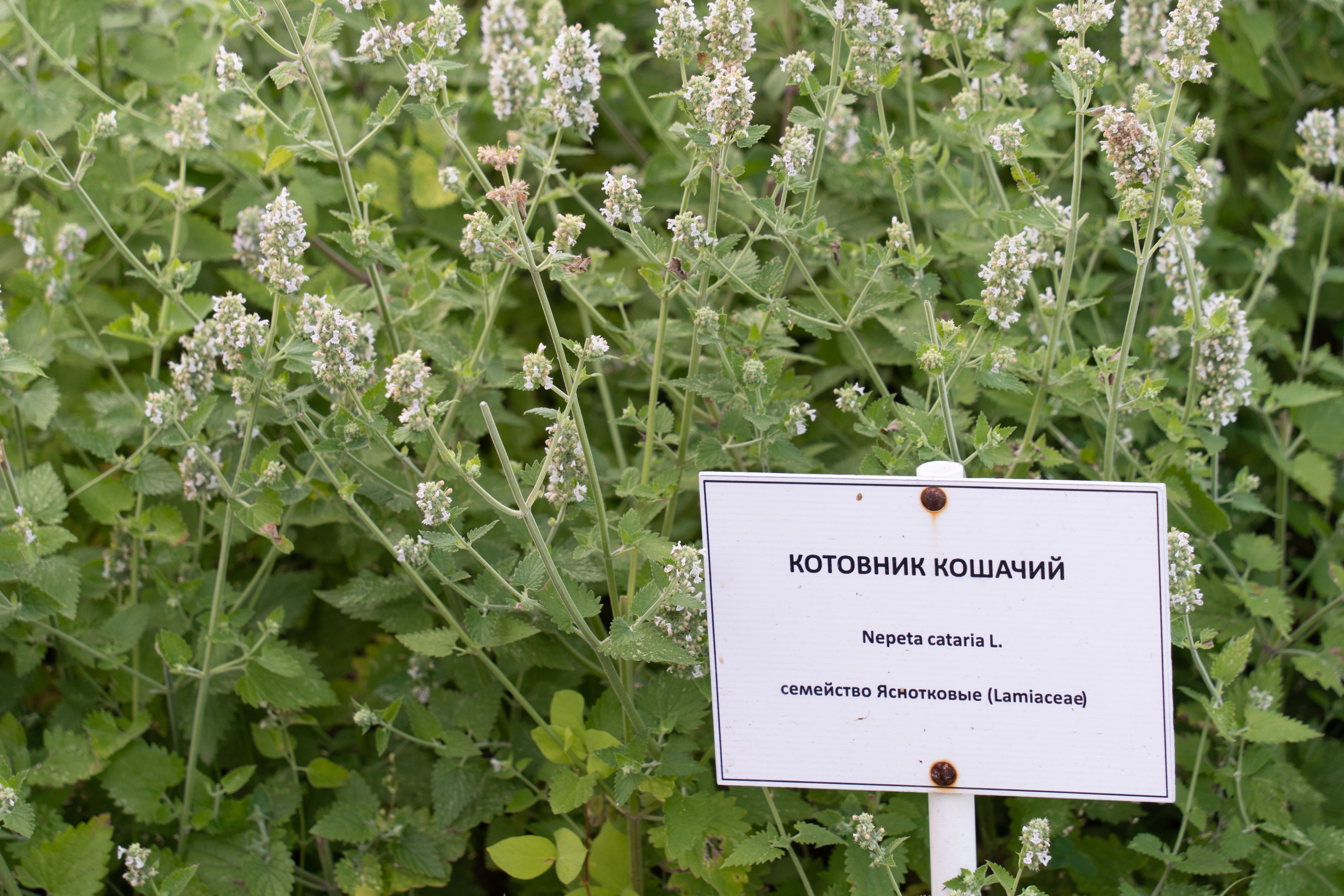 20250729-30 Ростов. Дмитрий Ремизов. Фотография, как хобби