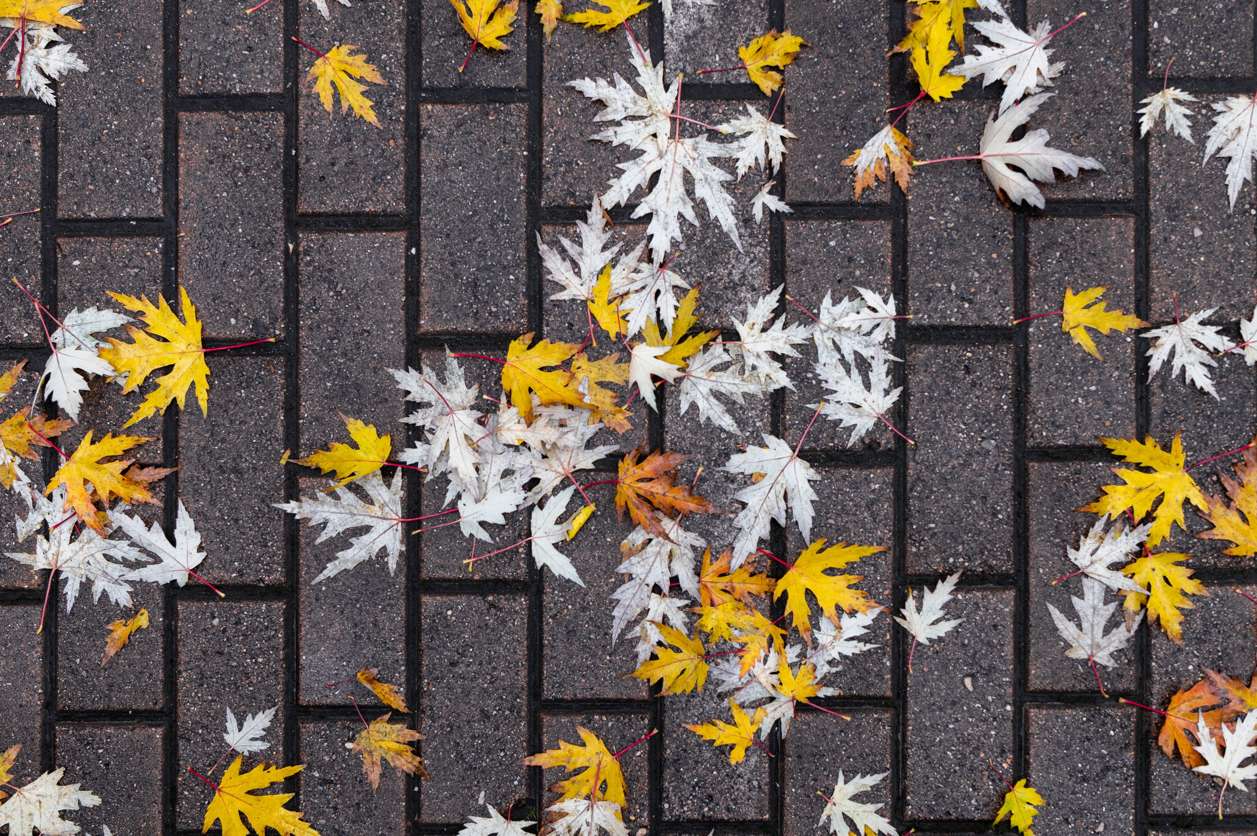 20241026 Сокольники. Дмитрий Ремизов. Фотография, как хобби