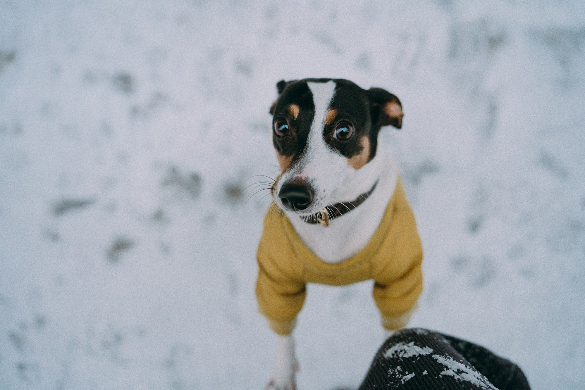 Алина, Ваниль и Элис. Фотограф анималист в Москве и Санкт-Петербурге Свиридова Анна