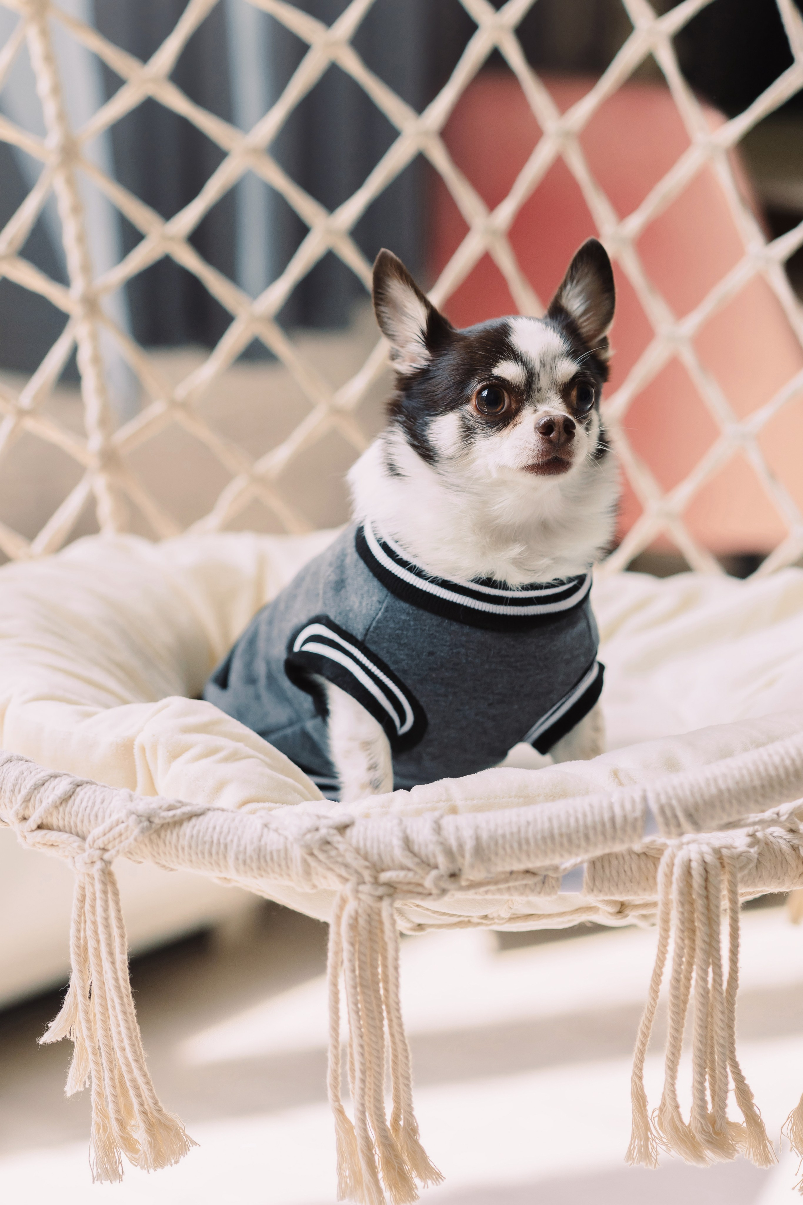 Магазин Friend of mine. Фотограф-анималист Елена Радченко, Москва