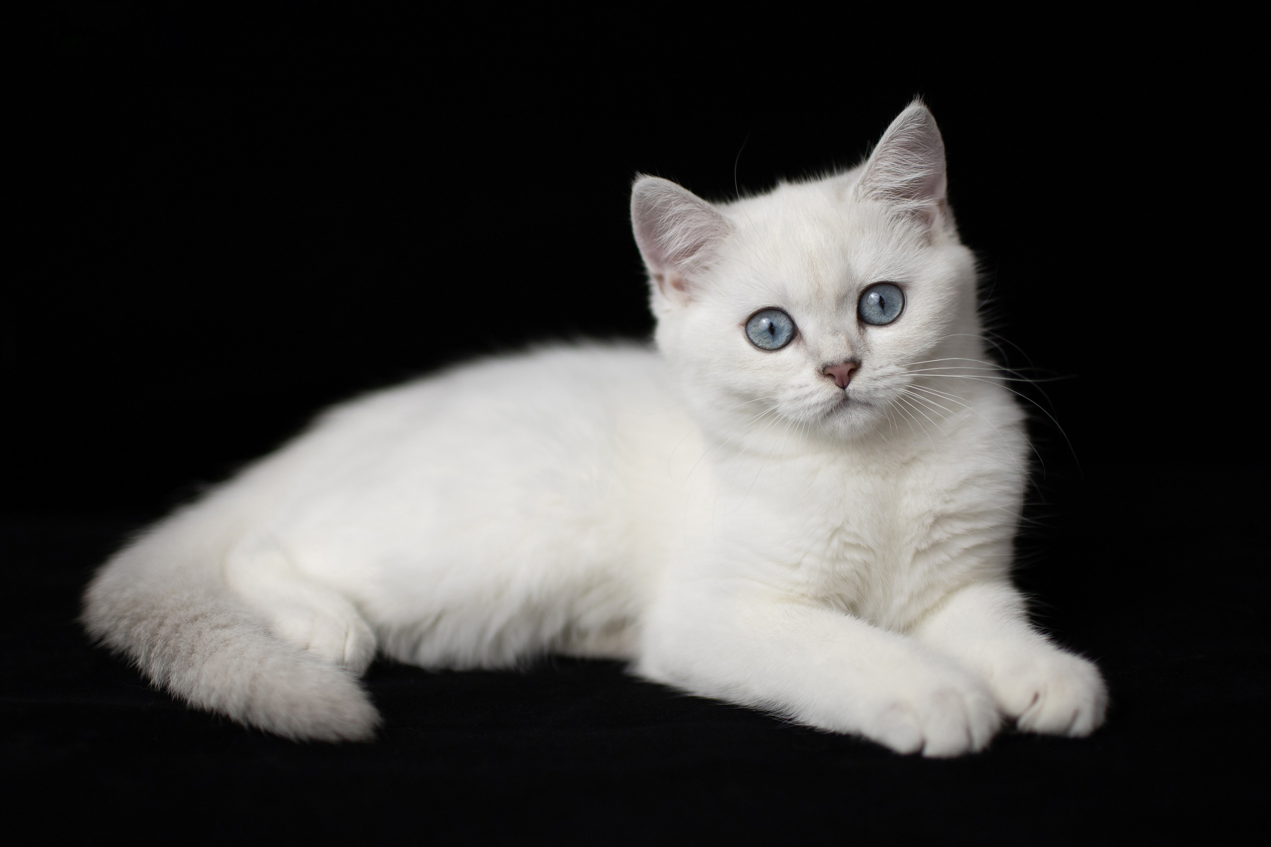 Анонсы съемок. Фотограф в Москве Катарина Крук