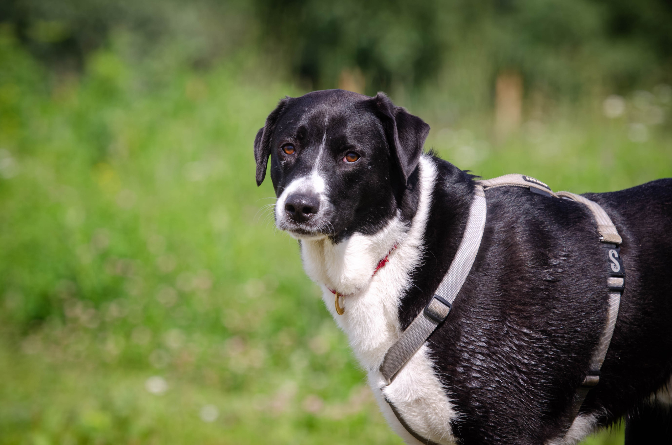 Прогулка (Лохин остров). Фотограф Светлана Блинова, Москва и Московская область