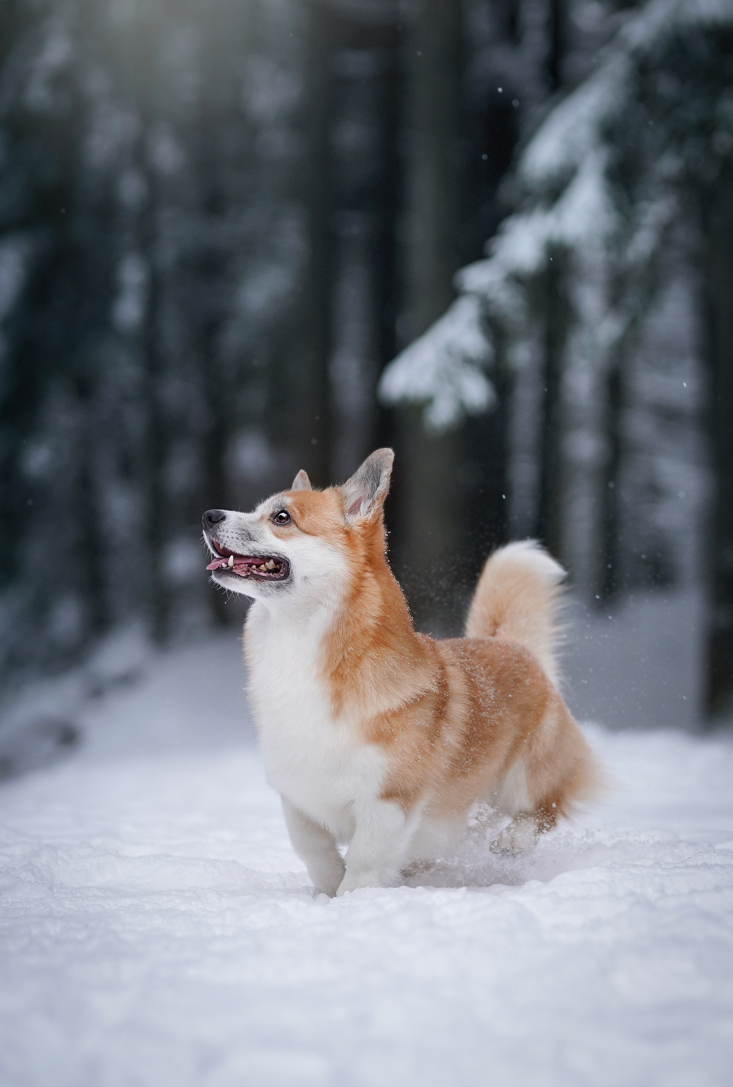 Катя Рокки и Честер. Фотограф-анималист в Санкт-Петербурге Яна Мартынова