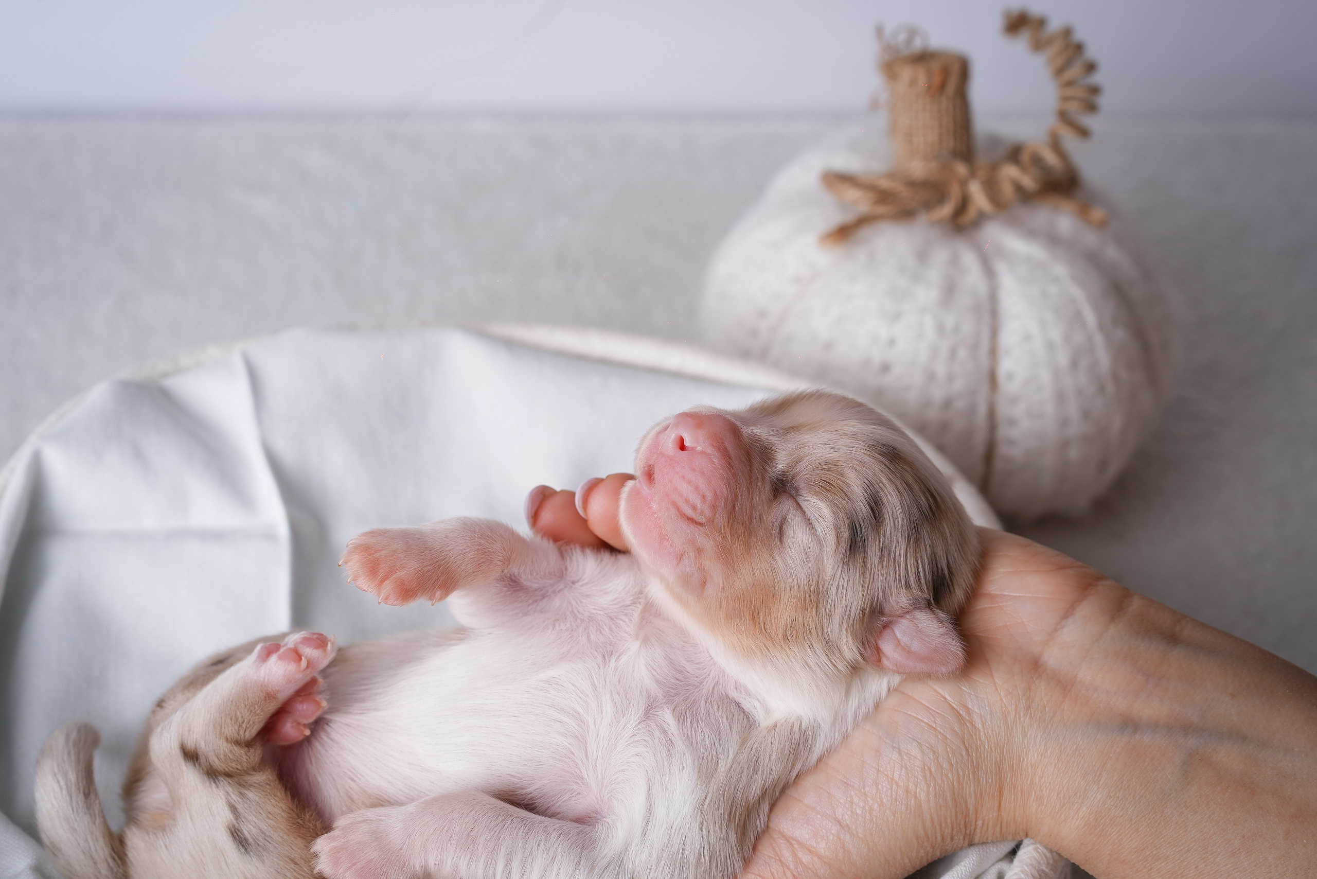 Щенули аусси. Фотограф-анималист в Санкт-Петербурге Яна Мартынова