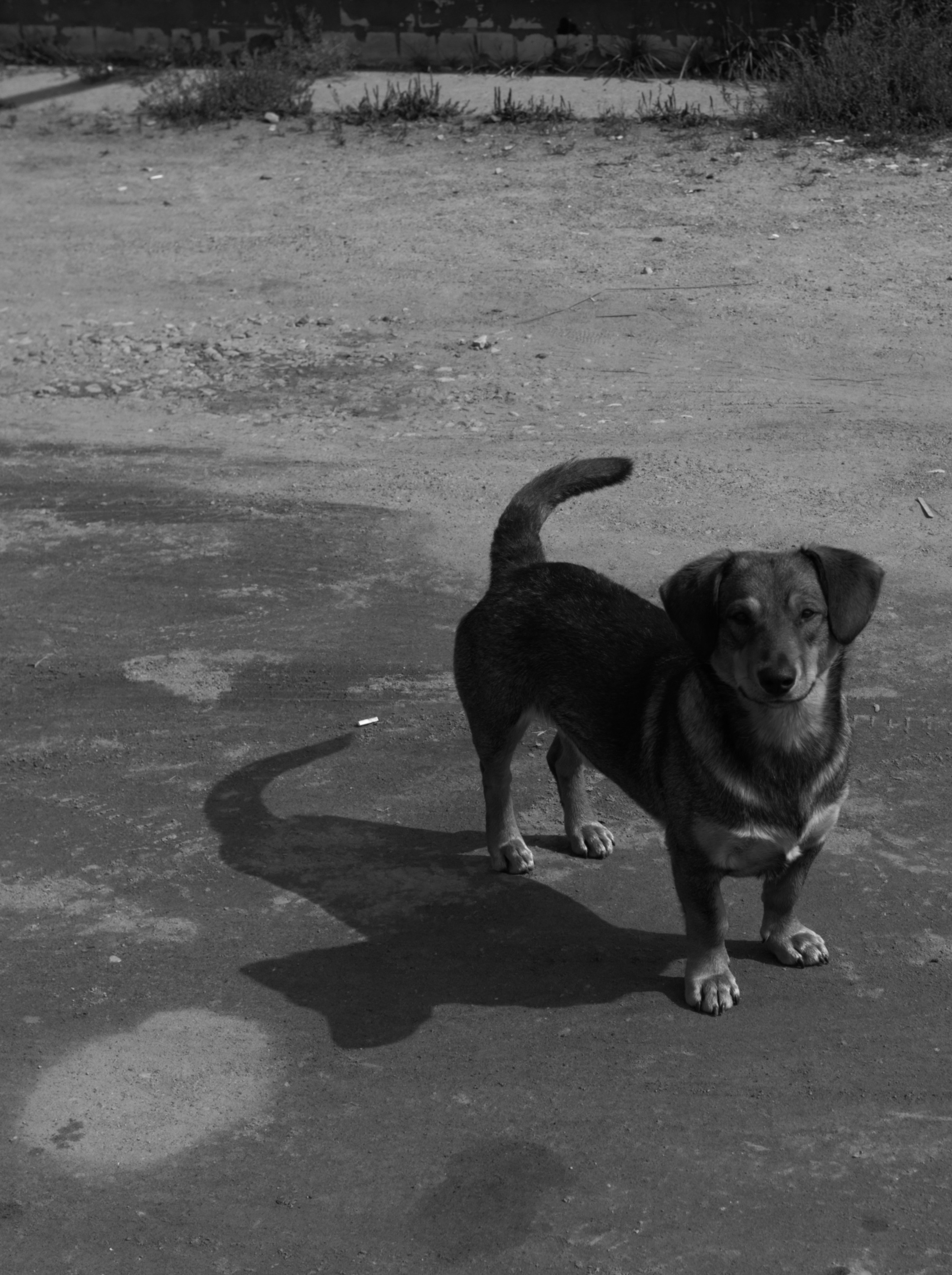 КНЯЖЬИ ГОРЫ И ПОГОРЕЛОЕ ГОРОДИЩЕ