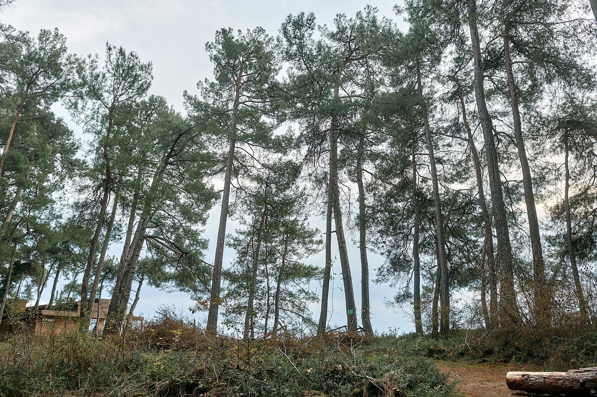Пицунда, Абхазия. Декабрь 2024. Фотографии отовсюду и обо всем