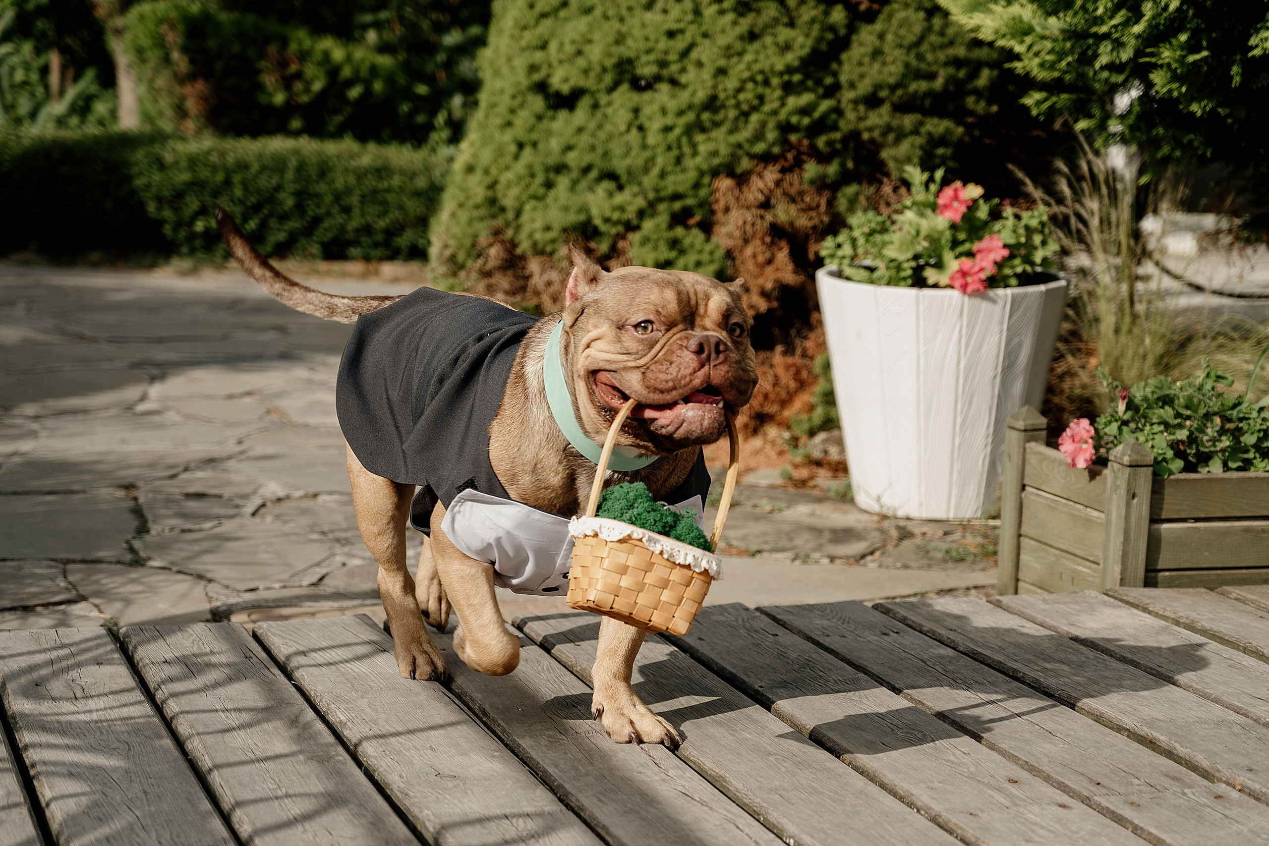Вячеслав и Элени. Алёна Наумова — профессиональный организатор свадеб и мероприятий в Краснодарском крае и на побережье