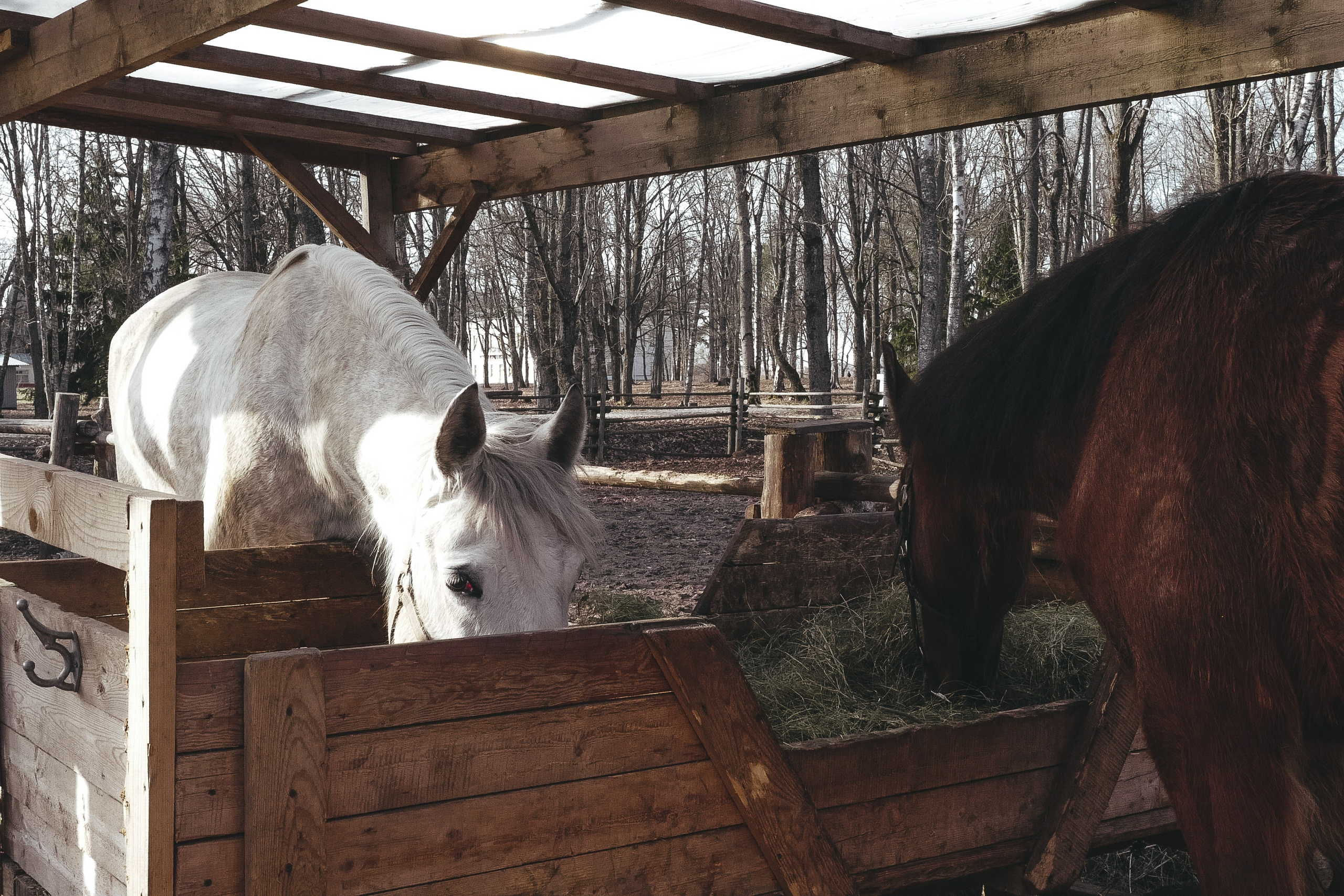 Vitoslavici/Novgorod. <3