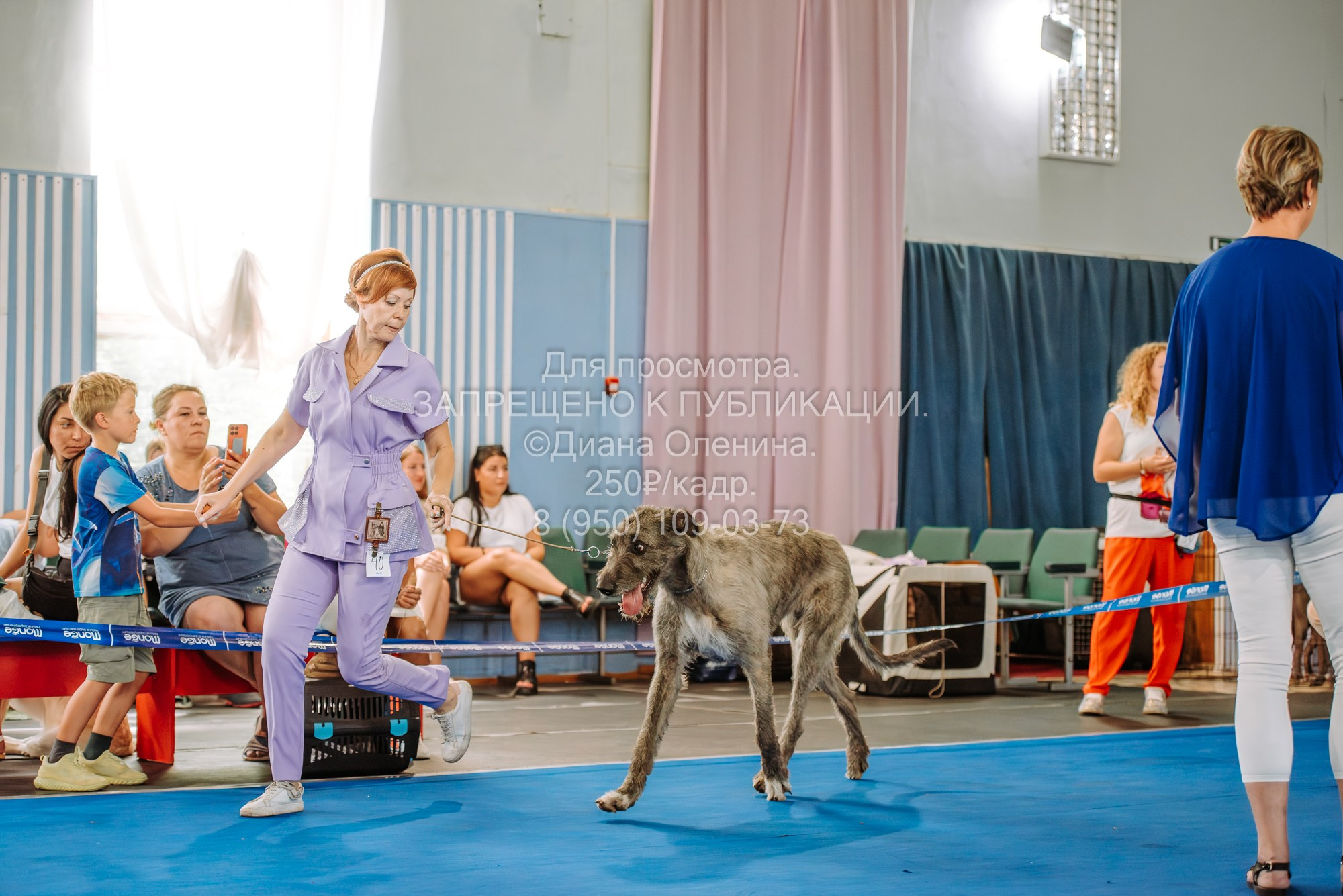 Национальная выставка собак всех пород ранга САС-IKU «Кубок Красноярск. Фотограф Диана Оленина Красноярск / Братск