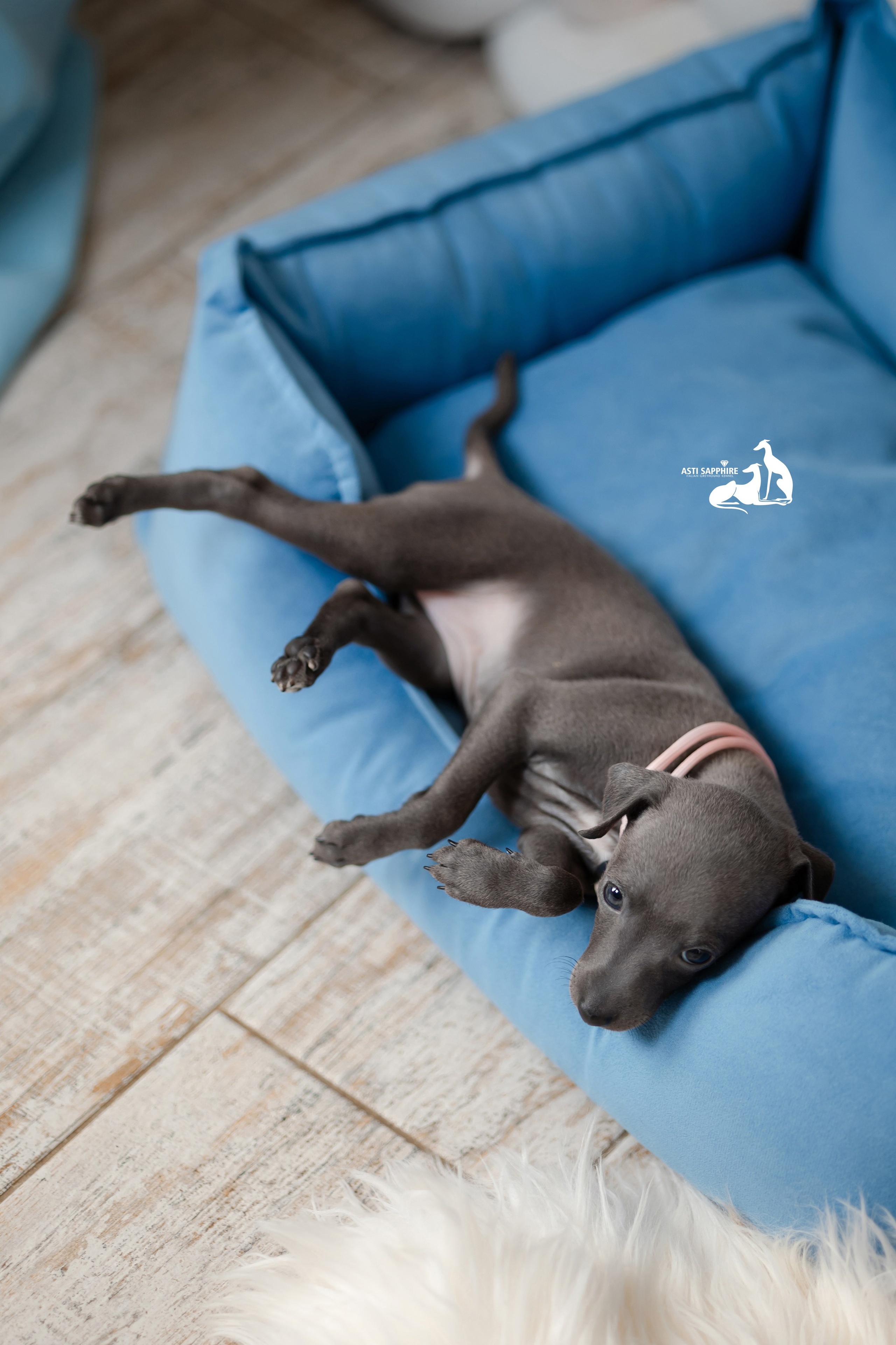 Весенние крошки. Professional Italian Greyhound Kennel RKF/FCI ASTI SAPPHIRE 💎 Sochi|St. Petersburg