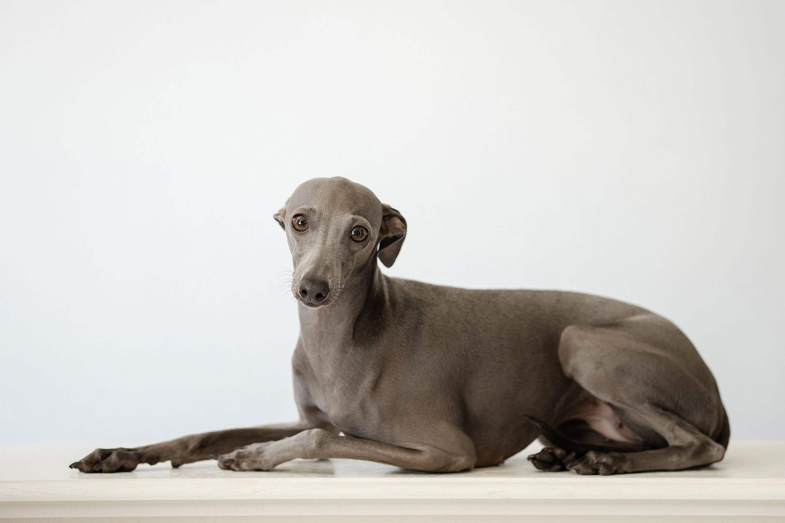 Профессиональный питомник левреток РКФ/FCI ASTI SAPPHIRE 💎 Сочи|Санкт-Петербург