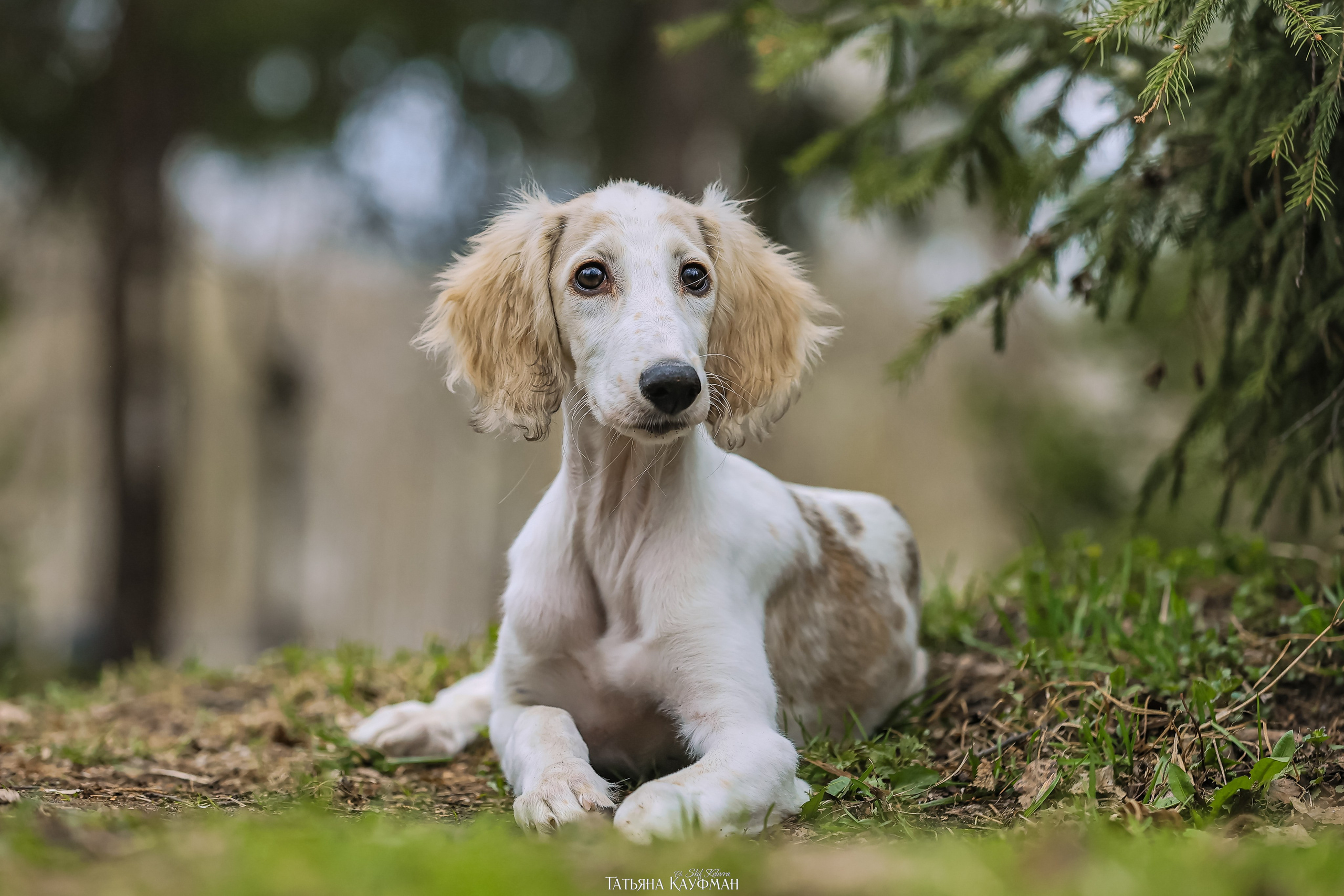 Салюки, фотография салюки, красивая собака, фотограф анималист, фотокурс Анималистика, научиться фотографировать собак, фотограф Новосибирск