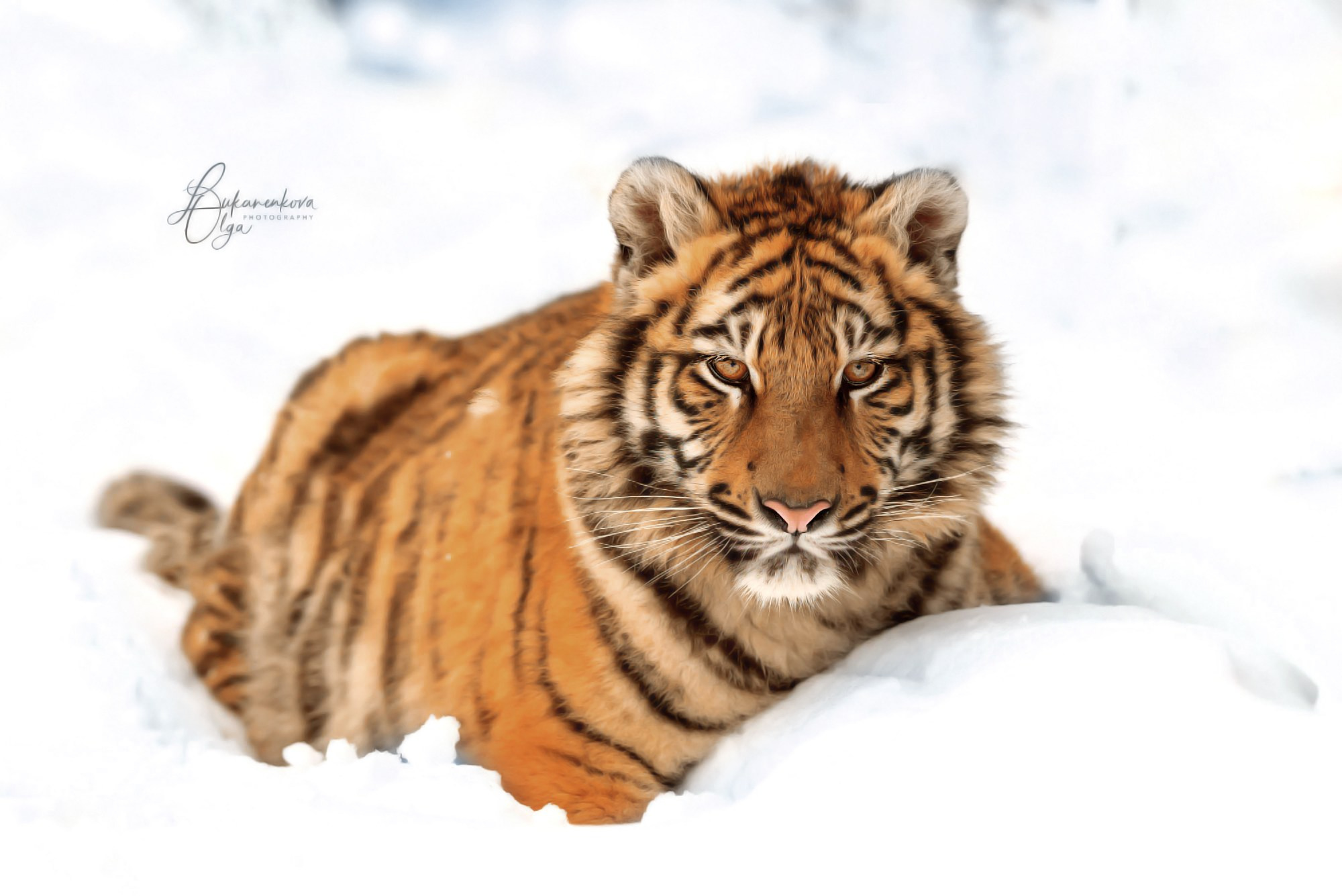 Тигр. Фотограф анималист Ольга Луканенкова в Москве