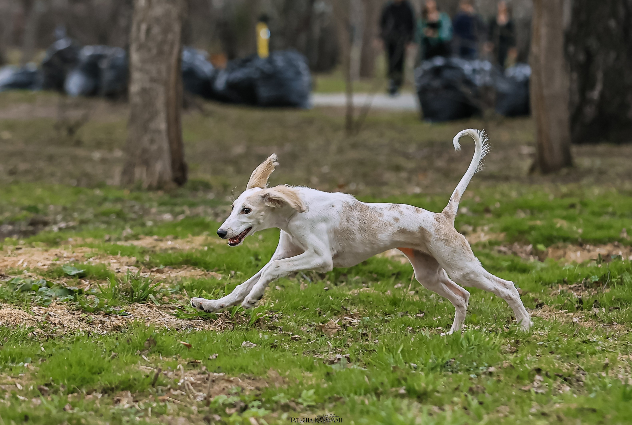 Салюки, фотография салюки, красивая собака, фотограф анималист, фотокурс Анималистика, научиться фотографировать собак, фотограф Новосибирск