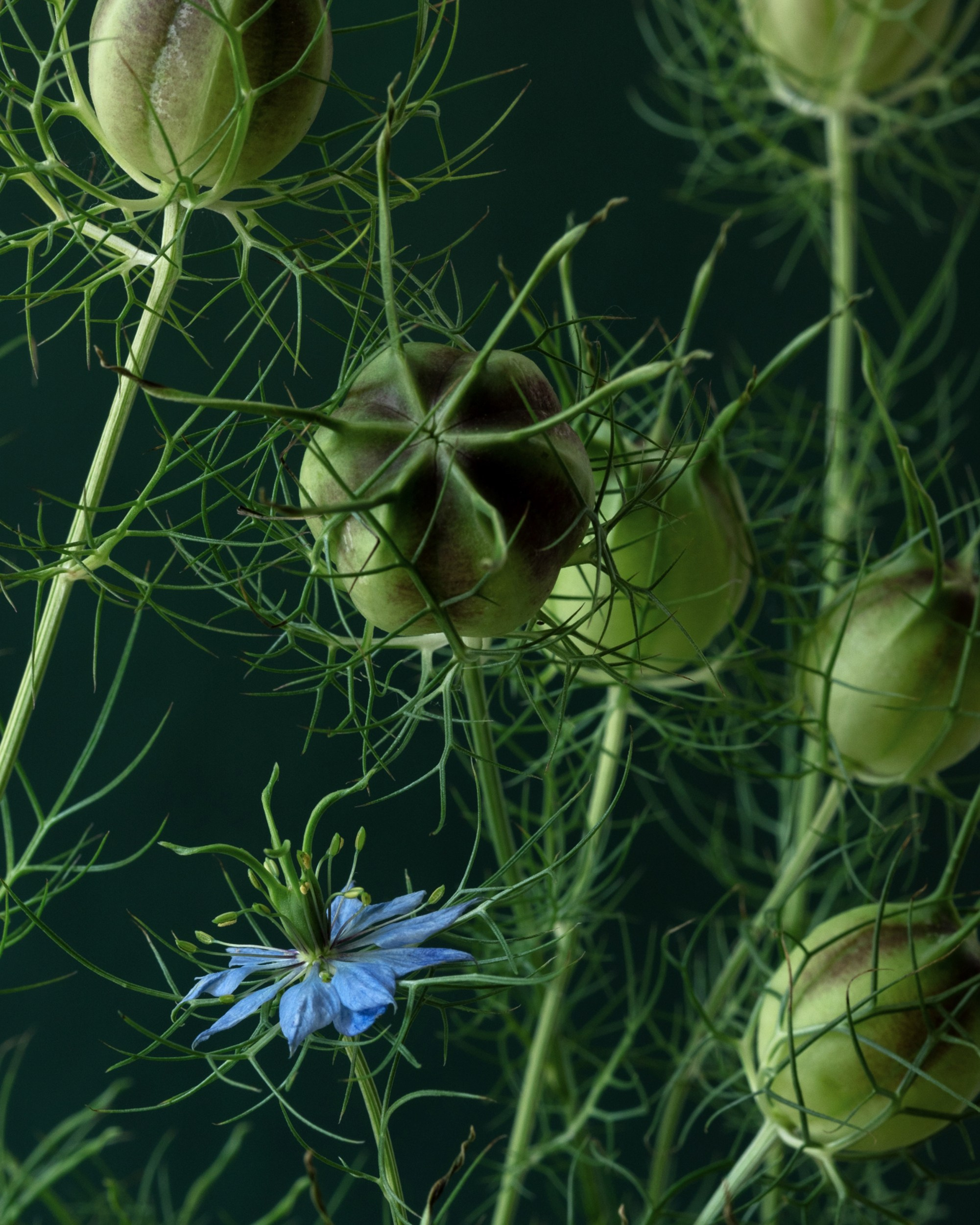 Outland. Author’s fine art prints with international delivery