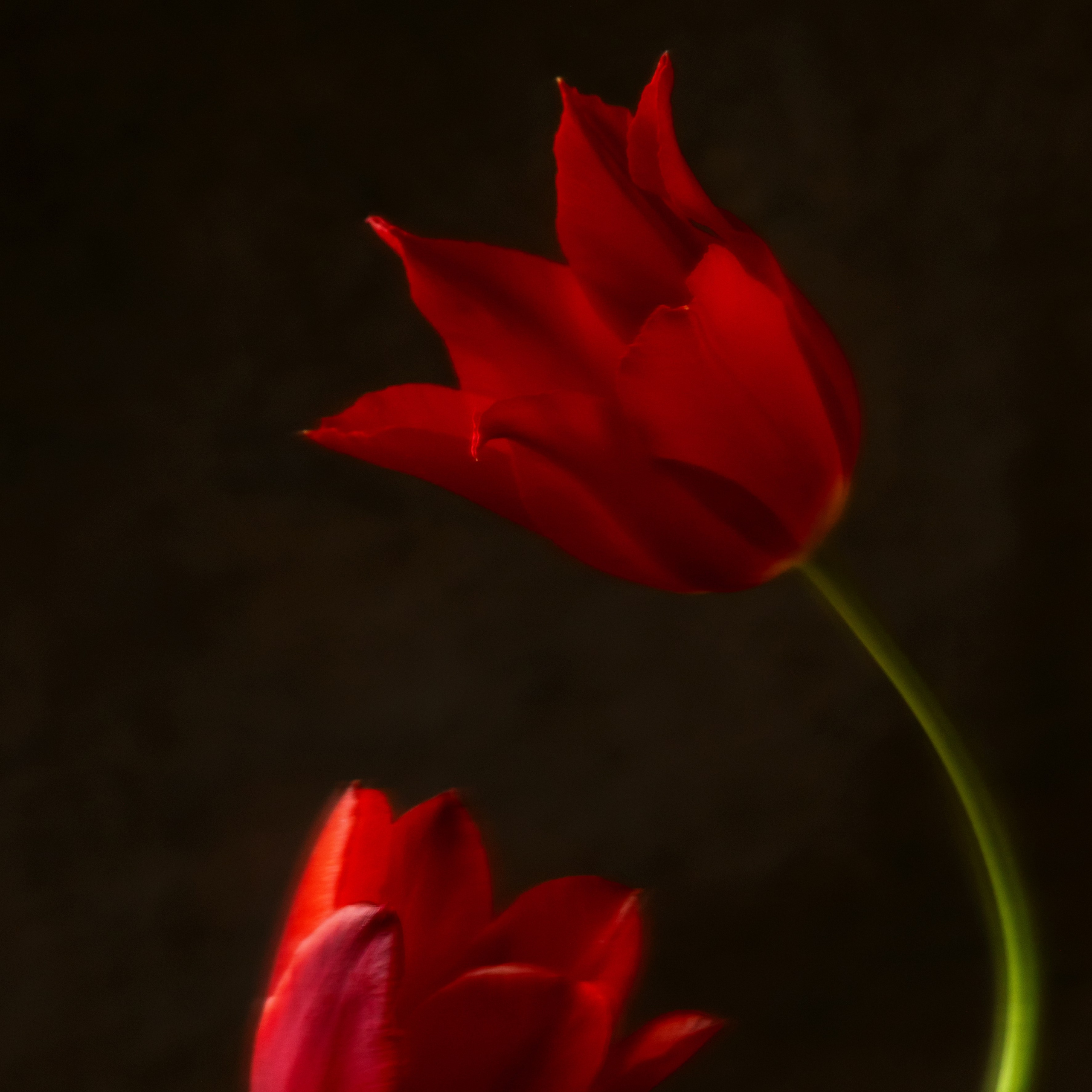 Pas de Trois. Author’s fine art prints with international delivery