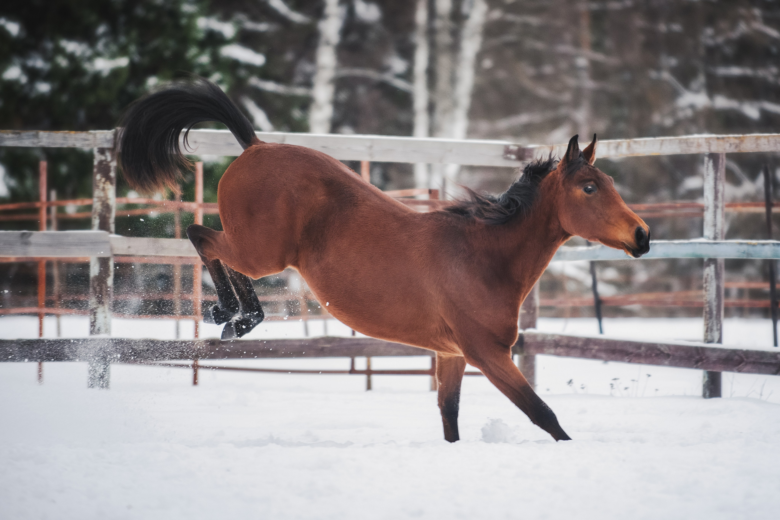 Дестини. Куракина Дарья • Конный фотограф
