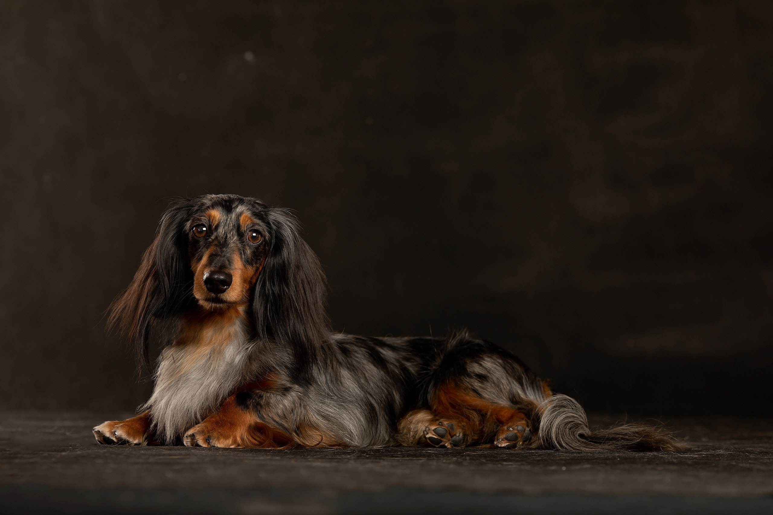 Собаки. Конный фотограф Валынкина Лера