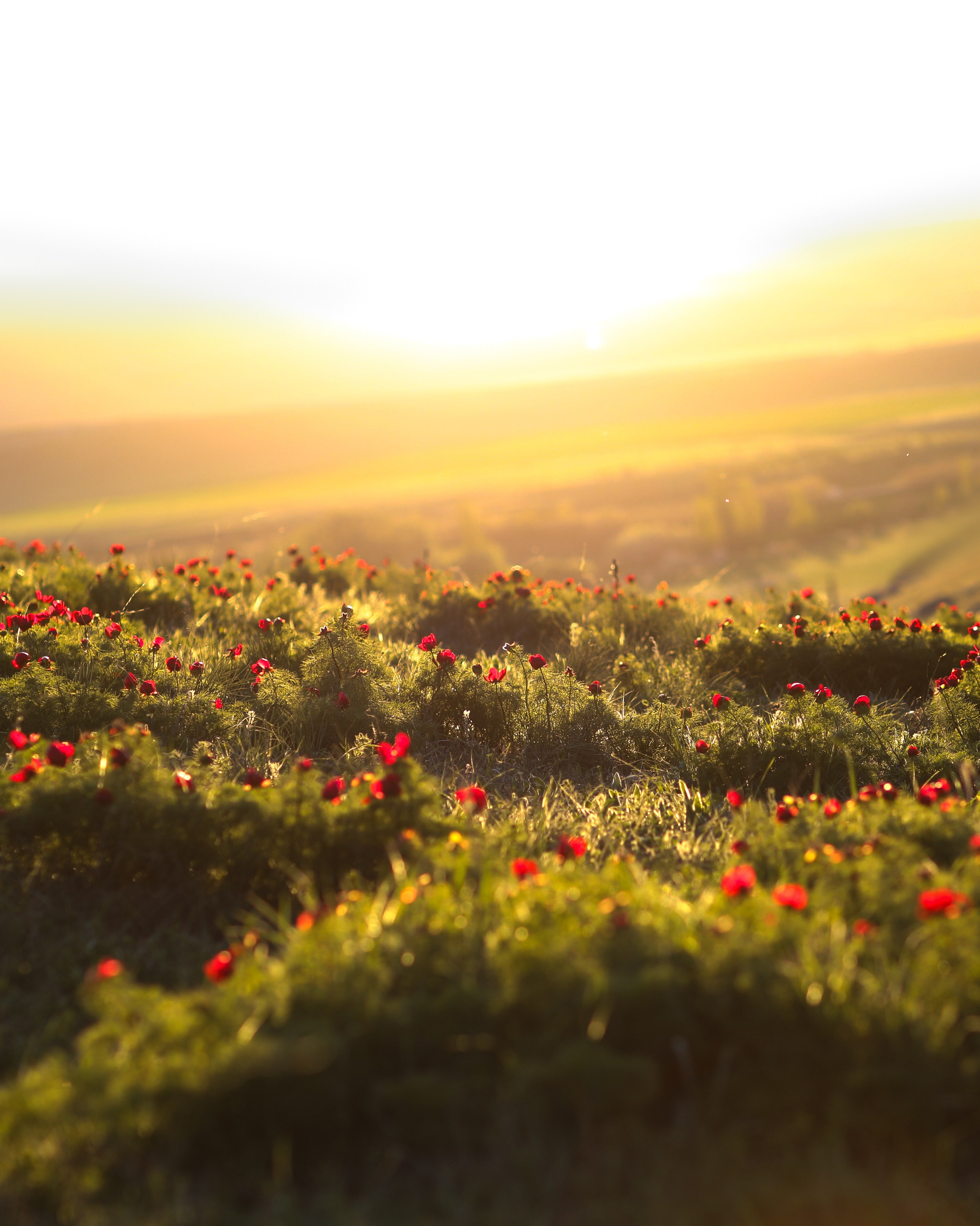 ПИОНЫ. Фотограф Севастополь/Крым Светлана Евтушенко