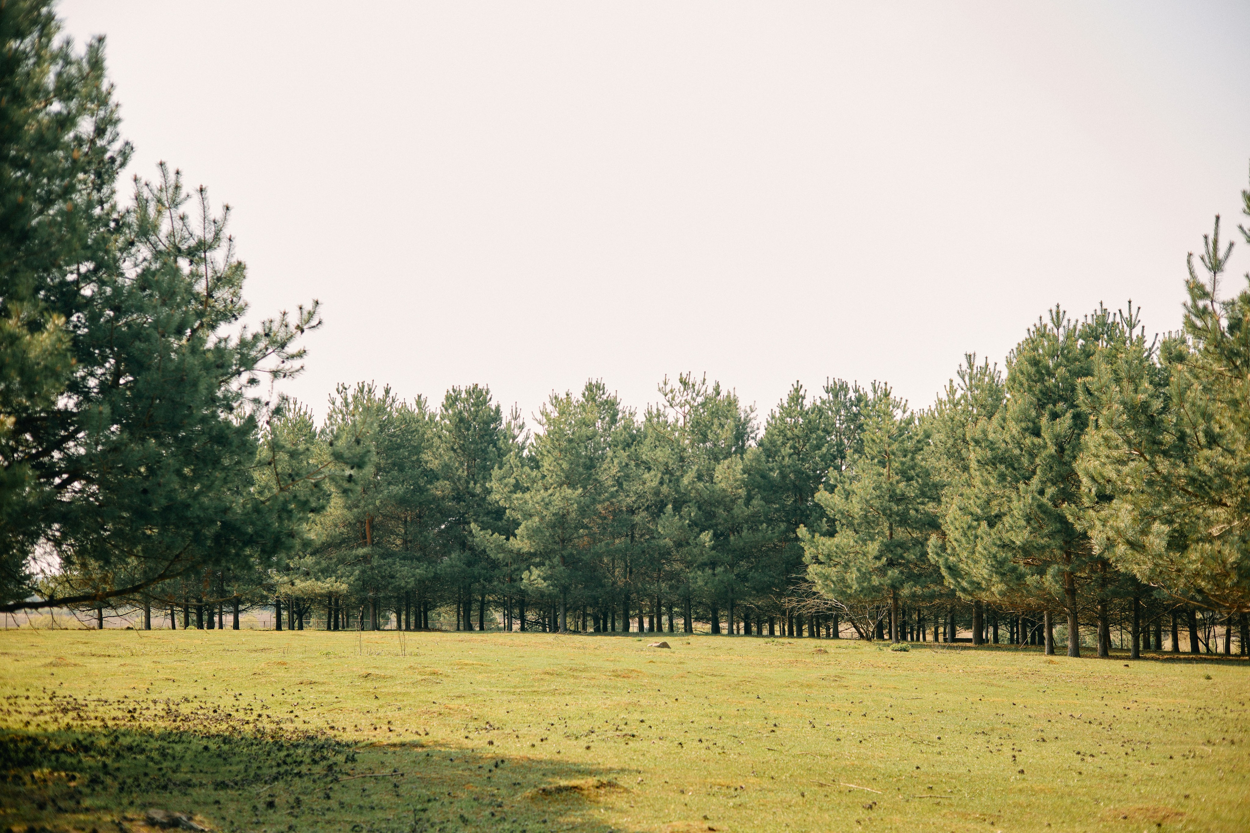 Бутик-отель Поле летом. Профессиональный Фотограф во Владимире, в Москве и в Суздале — Полина Романычева