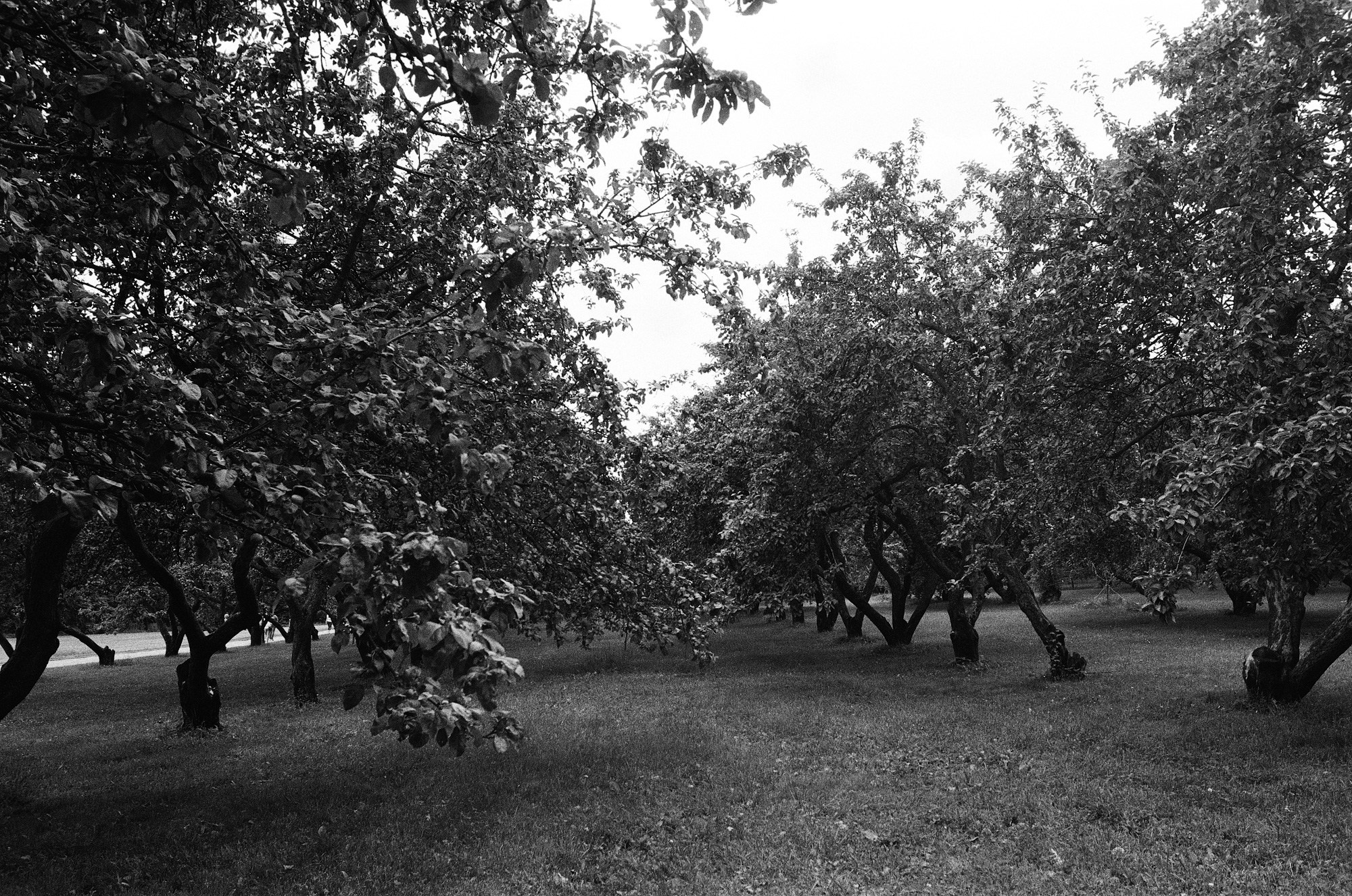 Парк Коломенское. Другой Павел Поцелуев. Фотограф в 2025 году