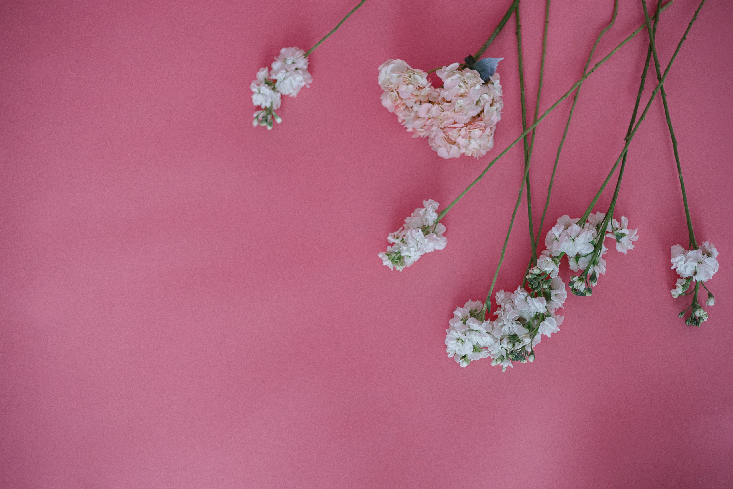 Контент-съёмка для салона цветов. Розовый зал. Фотограф Марина Юдина. Подольск, Москва