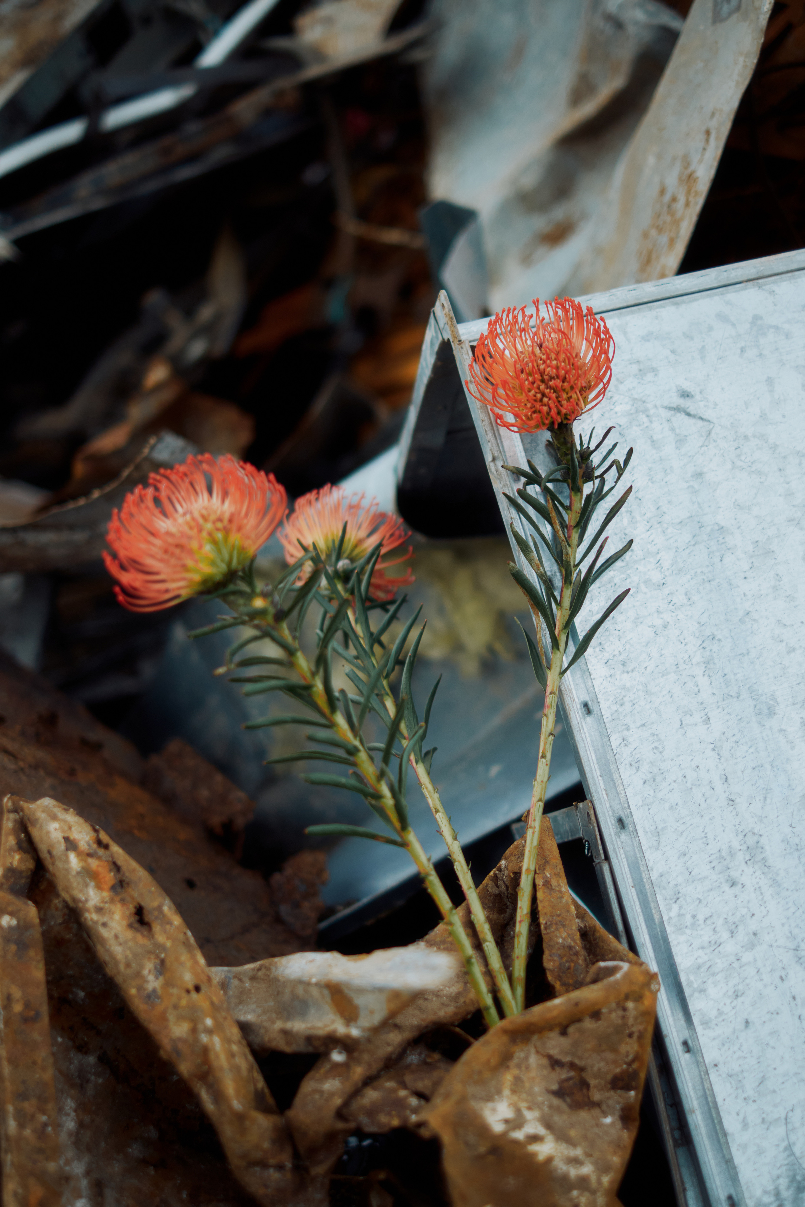 Контент съёмка для цветочного магазина Les Fleurs du Mal. Andrew Sozonov visual artist