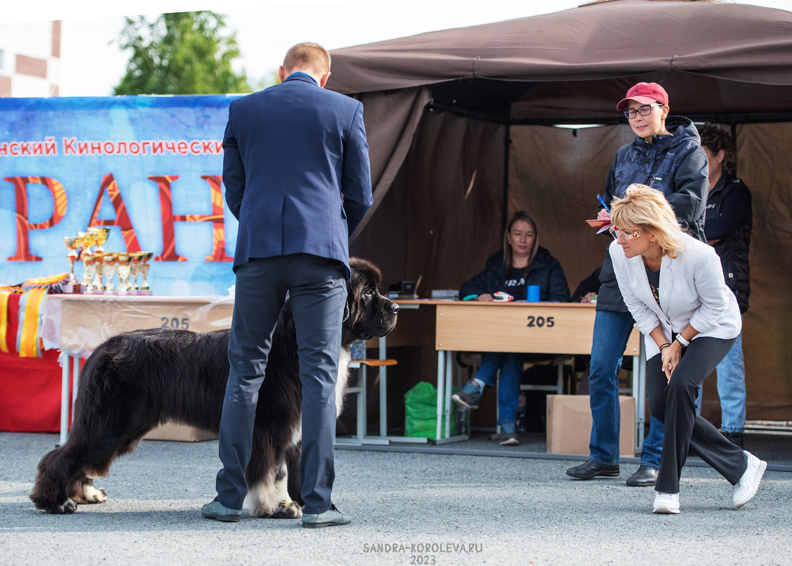 Выставка собак Тюмень 02.09.2023. Дог-фотограф в Тюмени Александра Королева