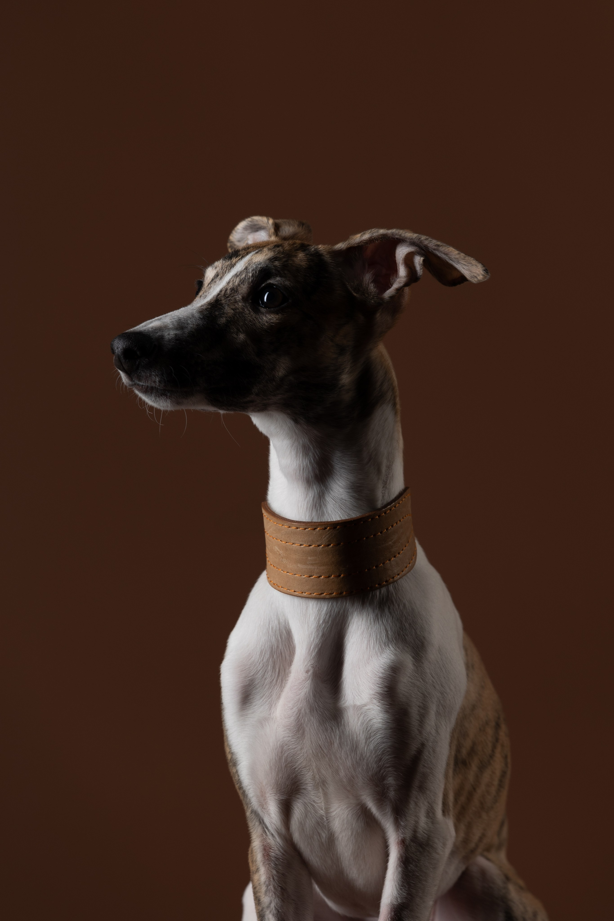 Студия. Фотограф-анималист|Иркутск