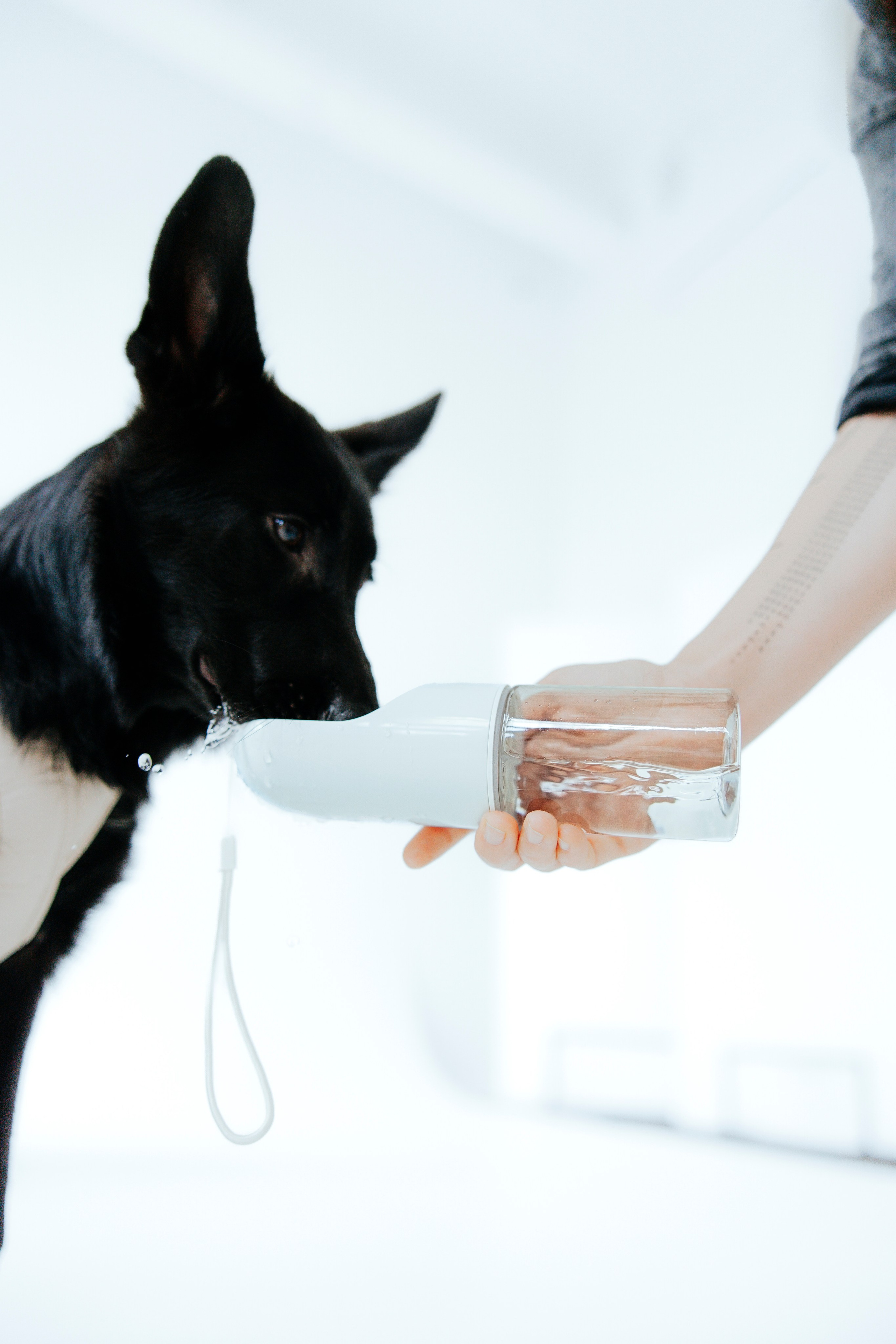 Pawsitive, товары для груминга, поилки. Анастасия Белаш