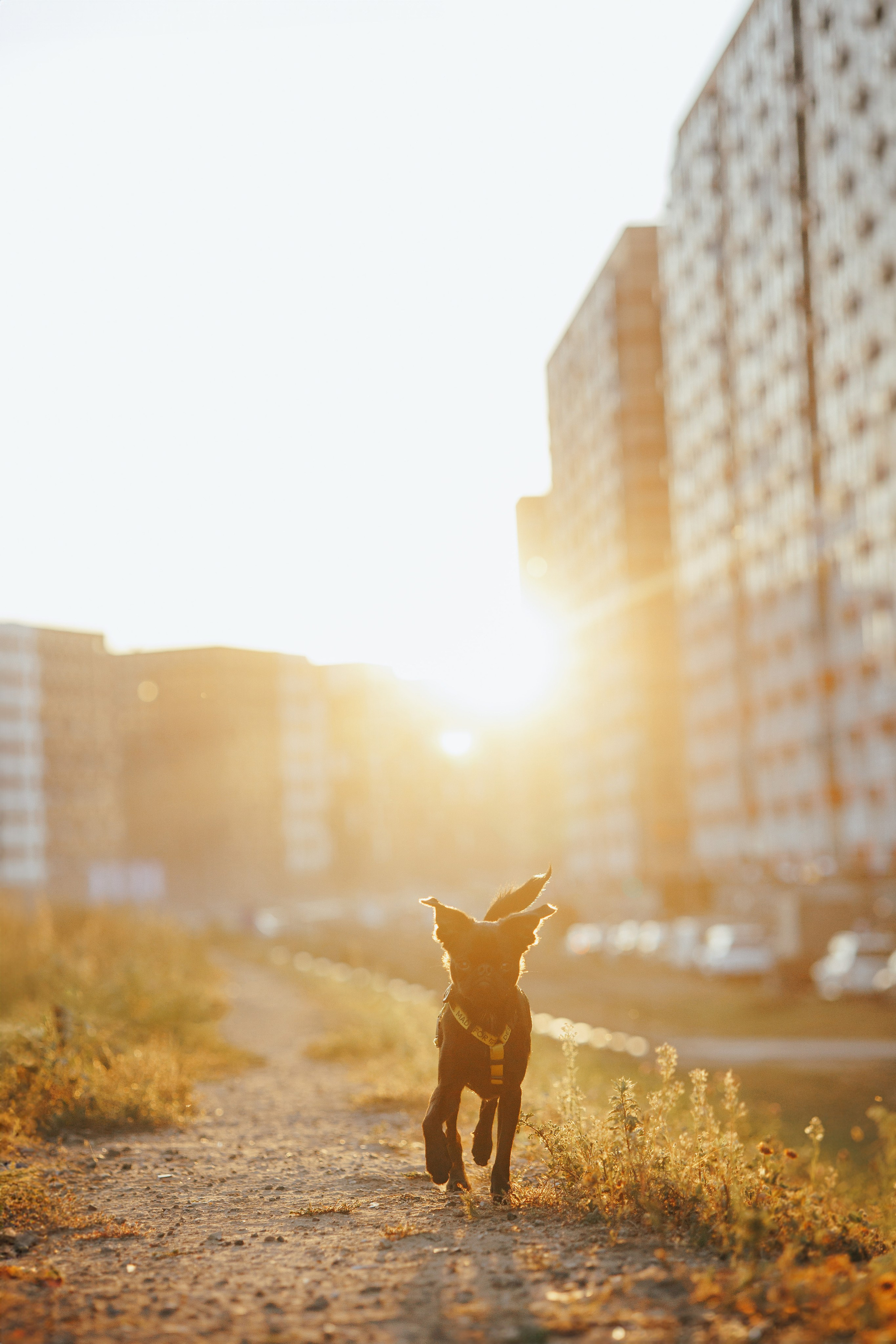 Закатная съемка с собакой. Анастасия Белаш