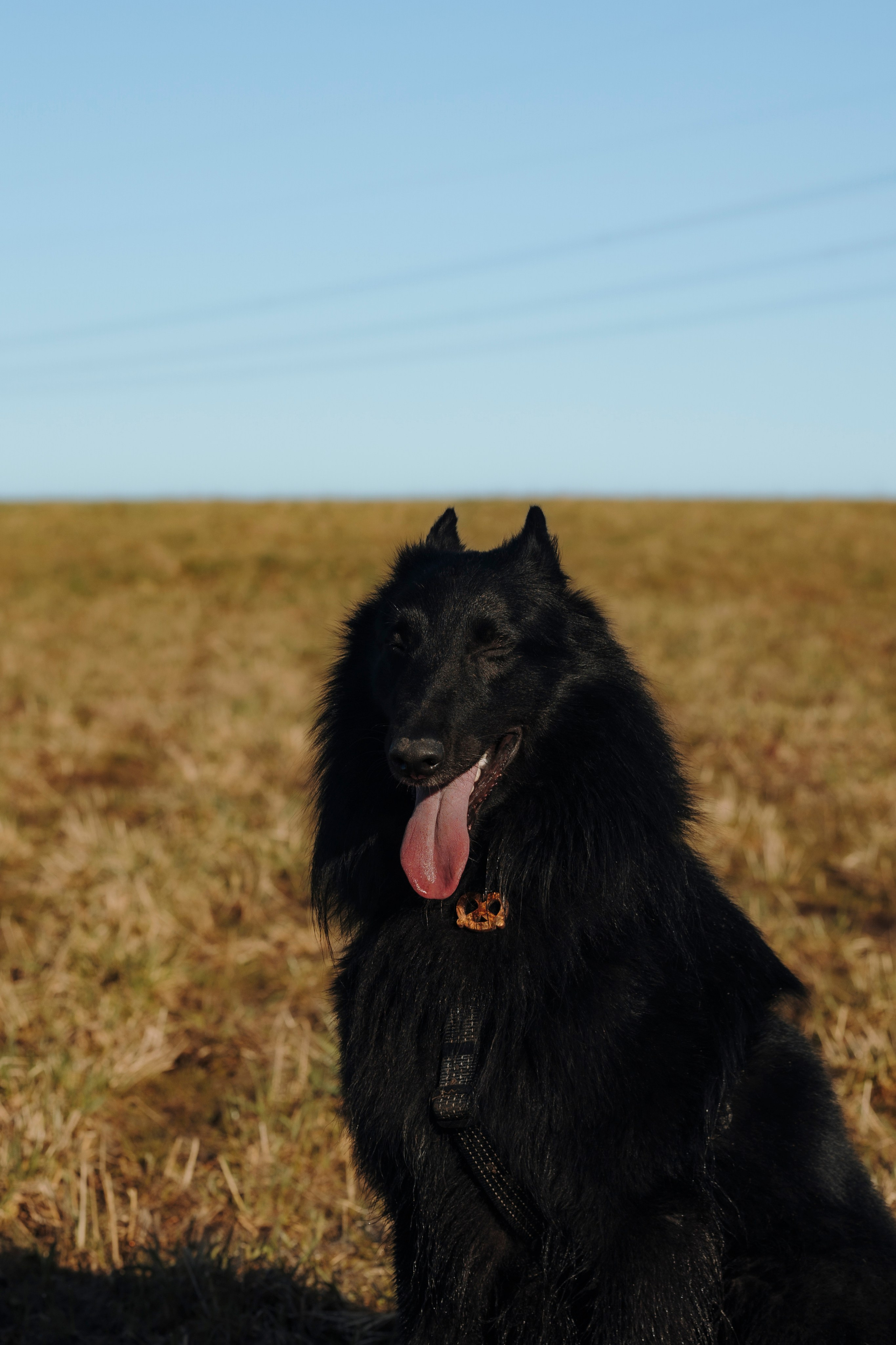 Смена в «DogCamp». Анастасия Белаш