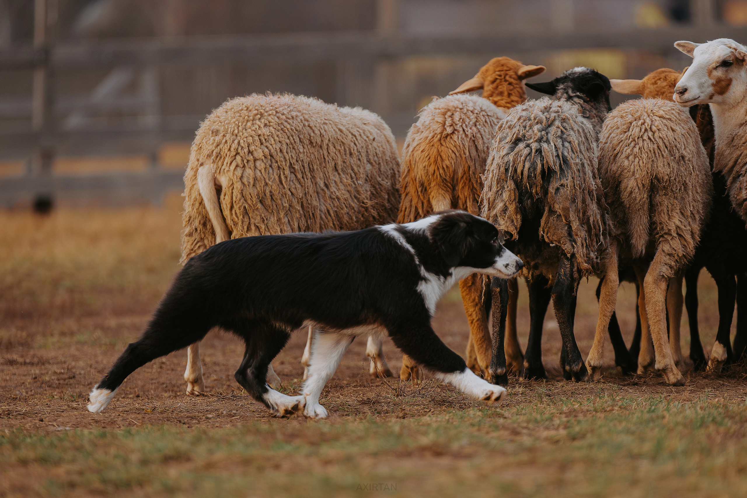 Кубрау. BLGKV питомник собак
