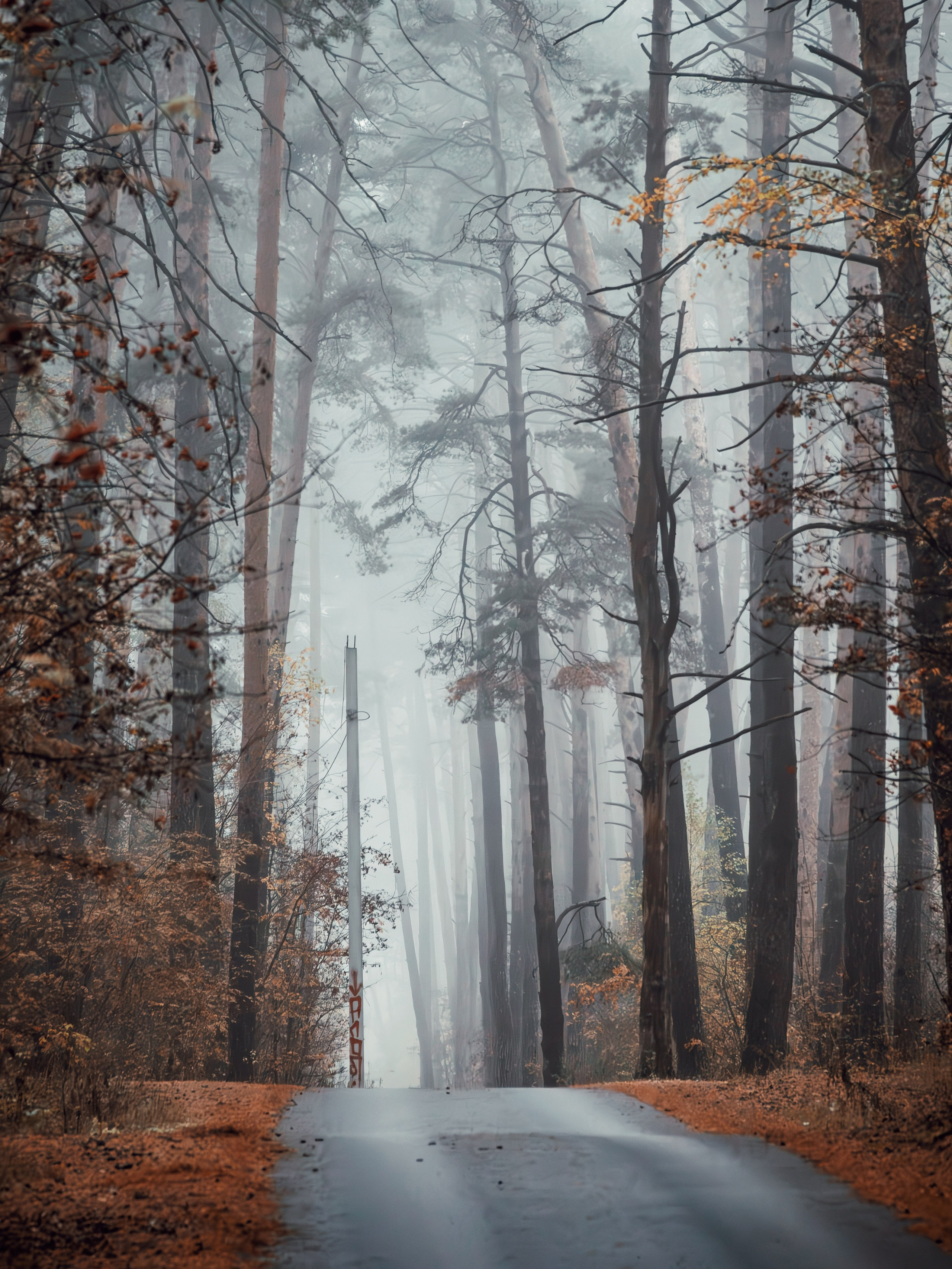 Октябрьский туман. С любовью, фотохудожник