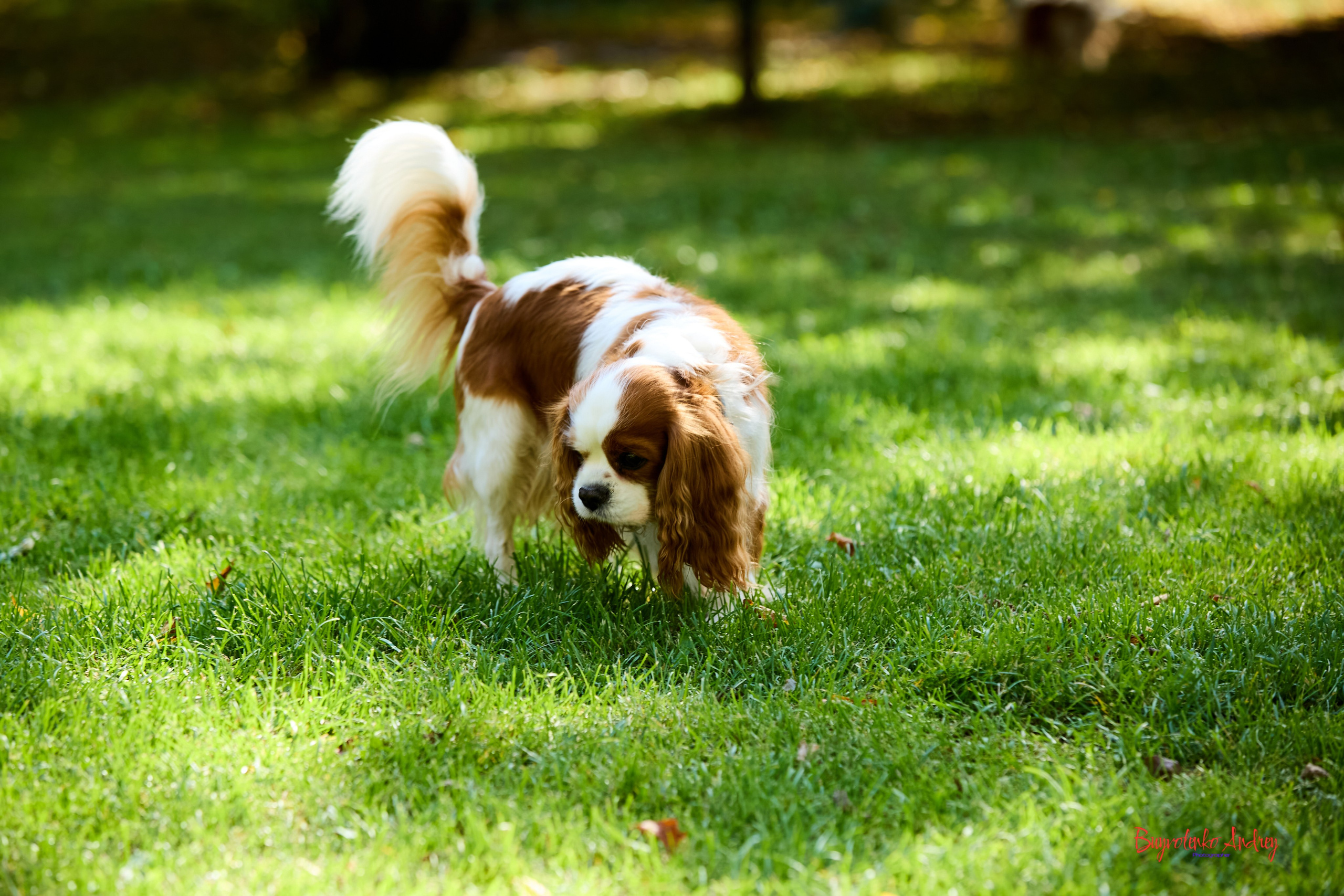 Фотопрогулка с кавалерами. Buyvolenko Andrey