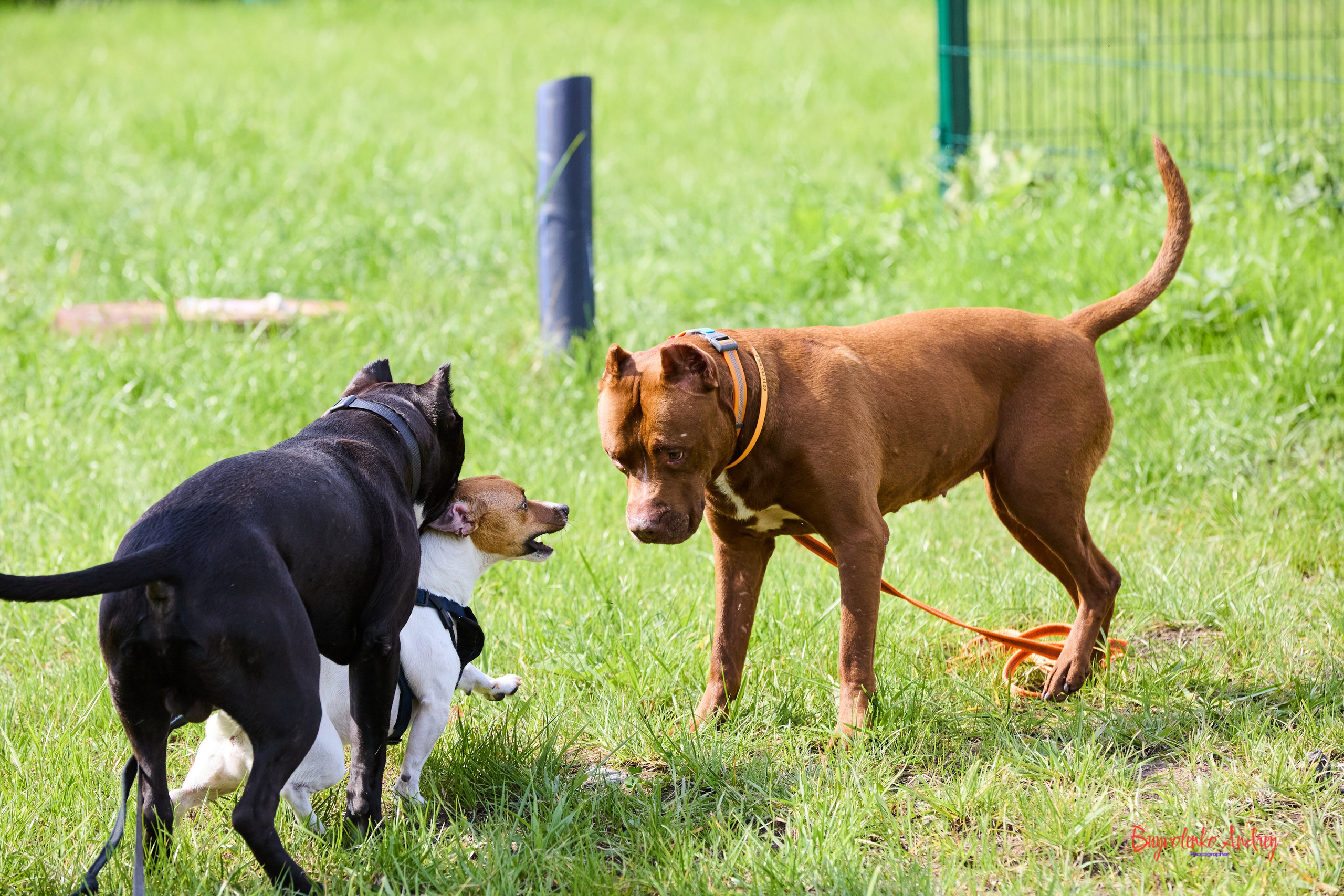 Проект фотопрогулка с хвостиком. Buyvolenko Andrey