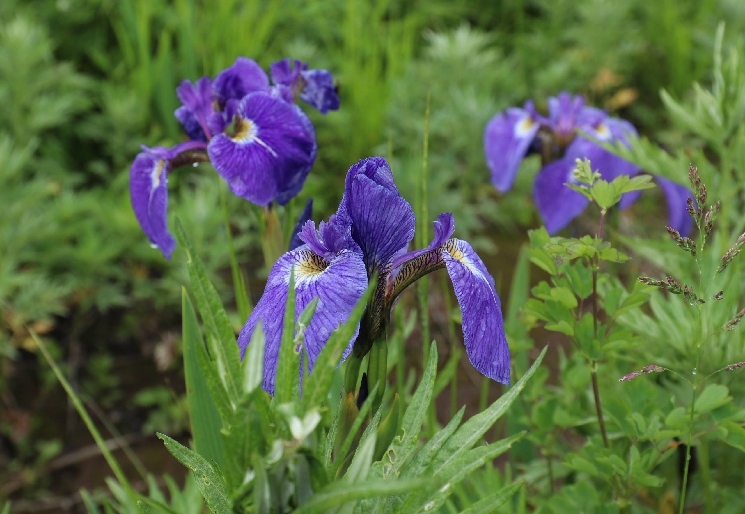 Камчатка и о. Парамушир. Июль 2024. Путешественник-фотограф из Санкт-Петербурга Татьяна Свистулина