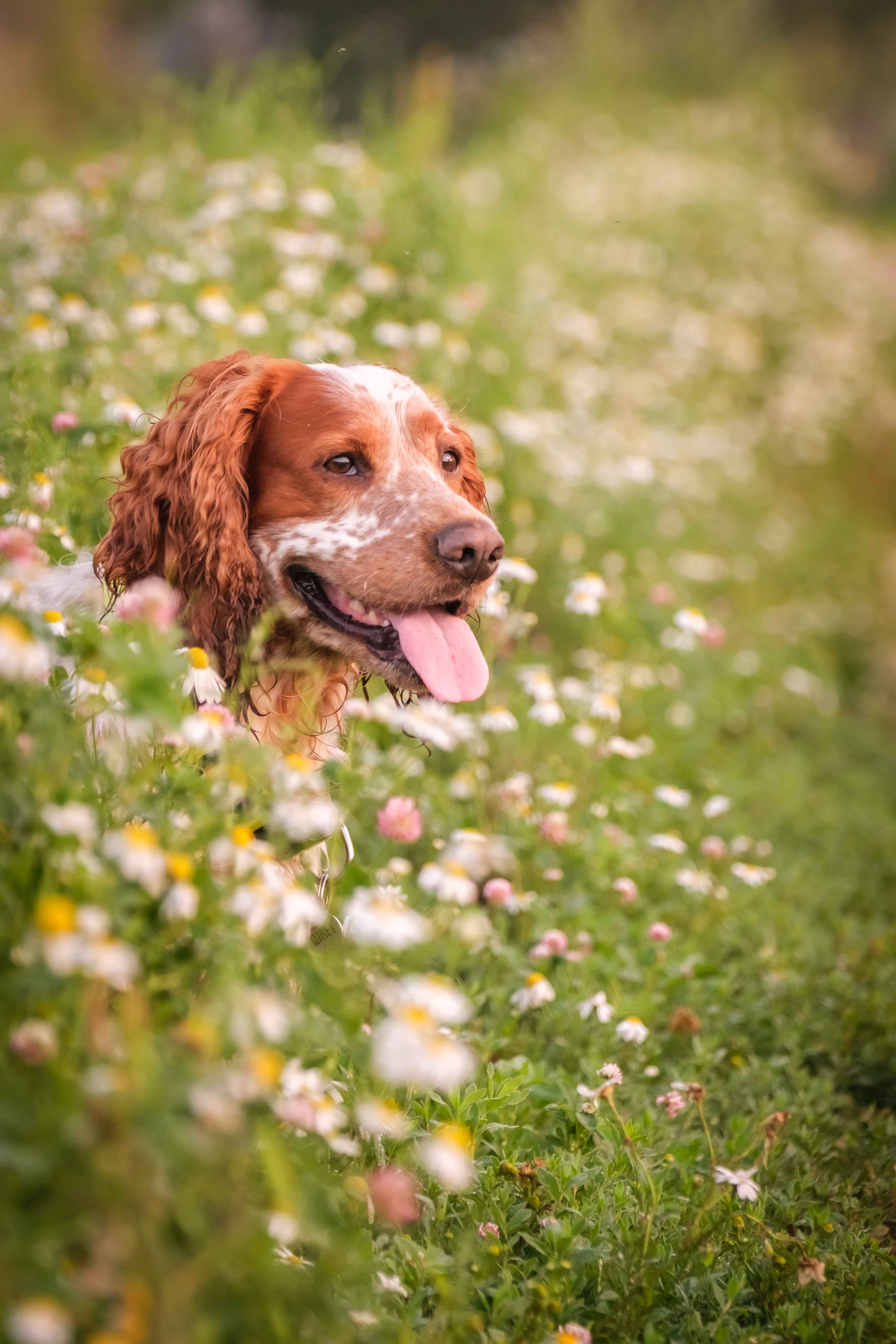 Спаниель Джет!. Зоофотограф, фотограф животных в Москве и области Дина Дамоцева