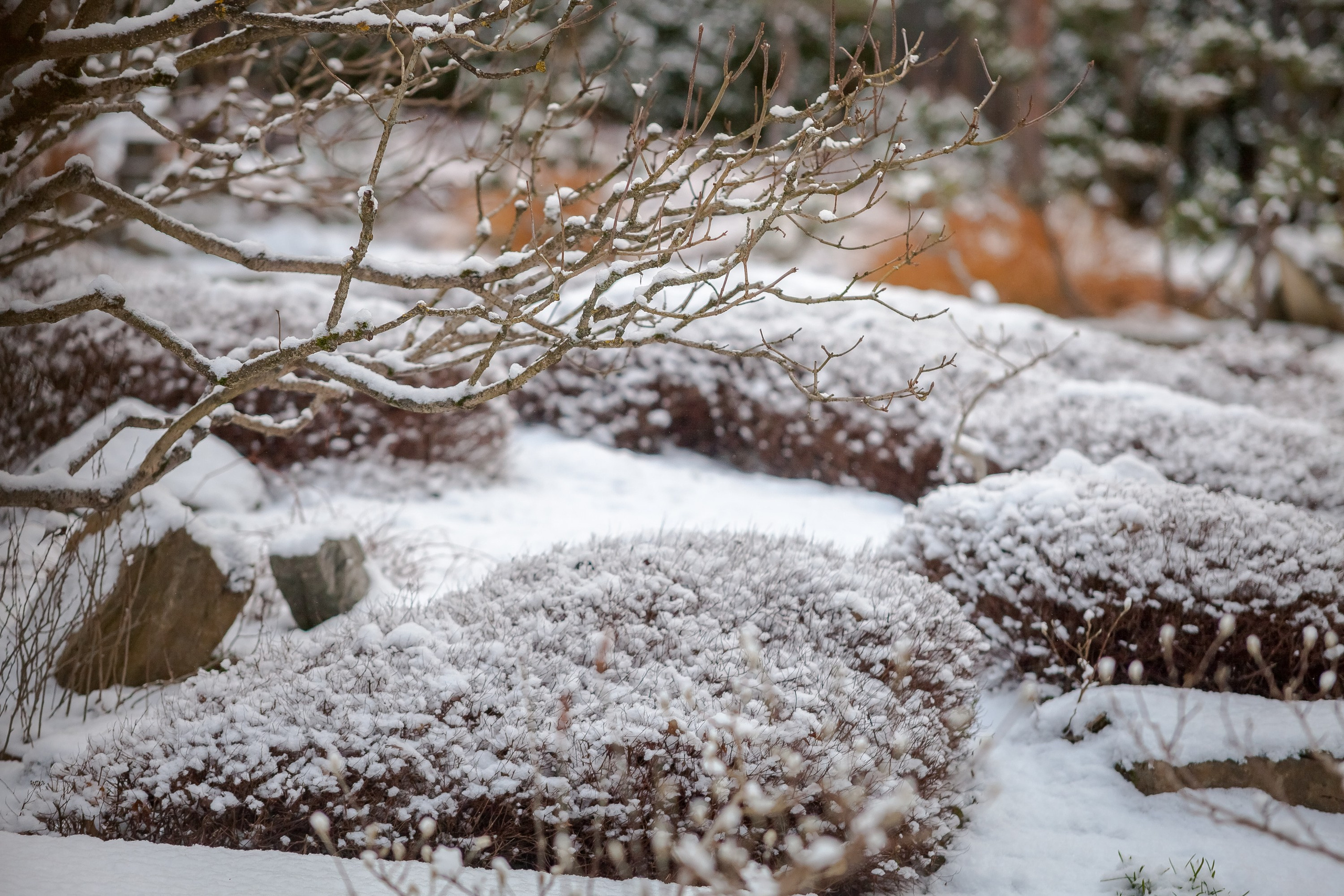 Спящий сад, Елены Асташкиной. Туманов Виталий — фотограф Москва