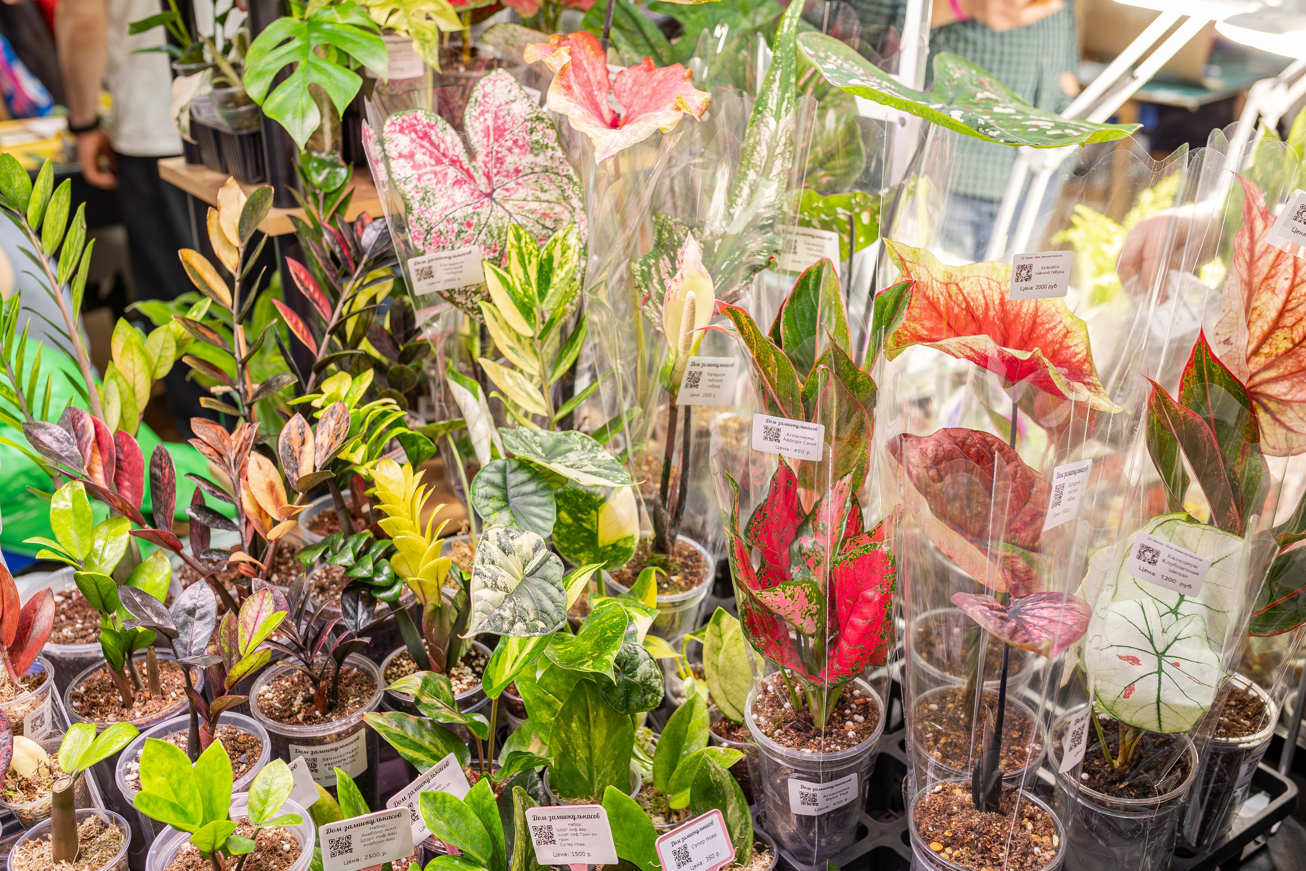 Монстериум апрель 2026. Александра Куликова фотограф, Москва