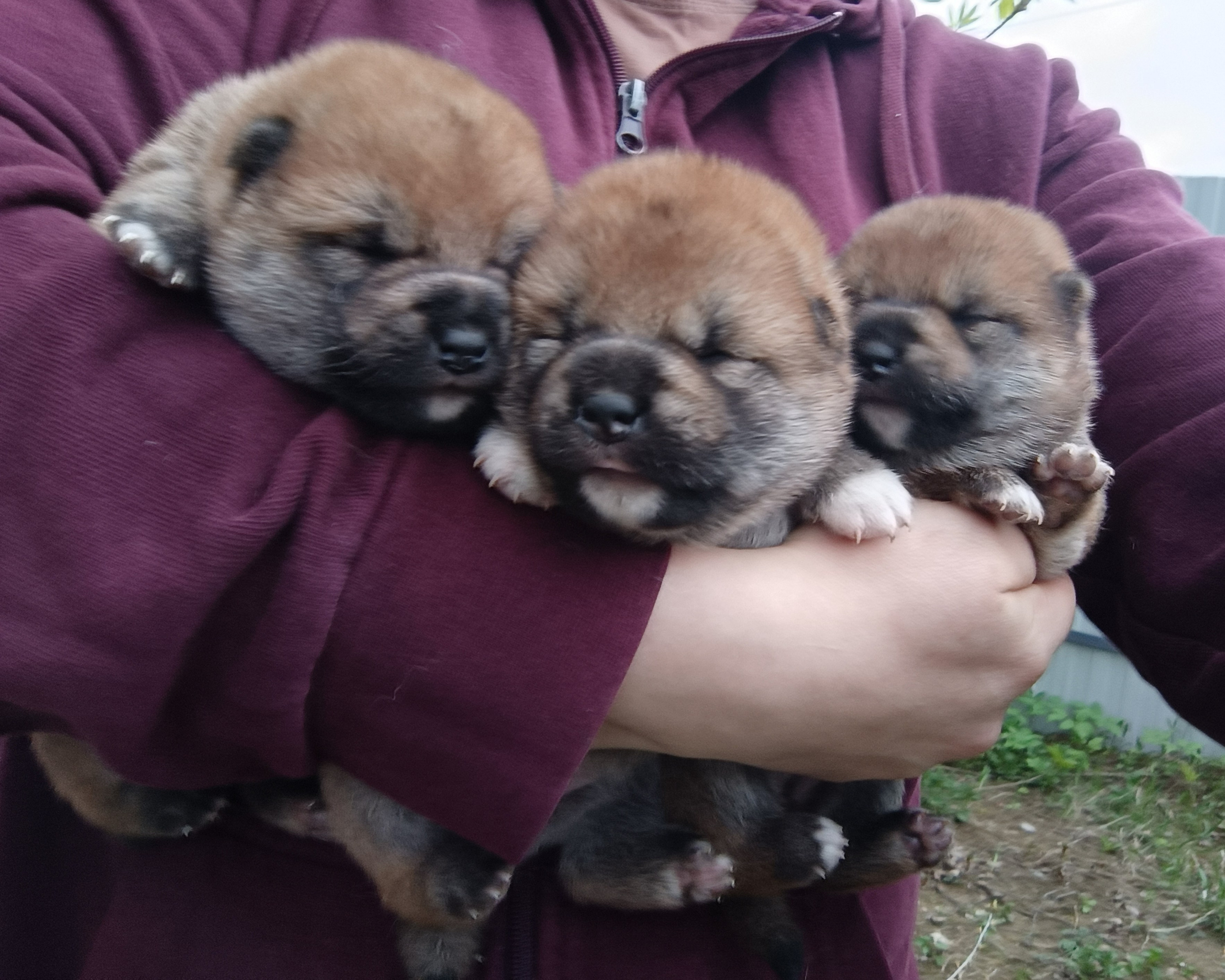 сиба питомник Рубилайт щенки на продажу rubylight  сиба щенки купить СПб Санкт-Петербург