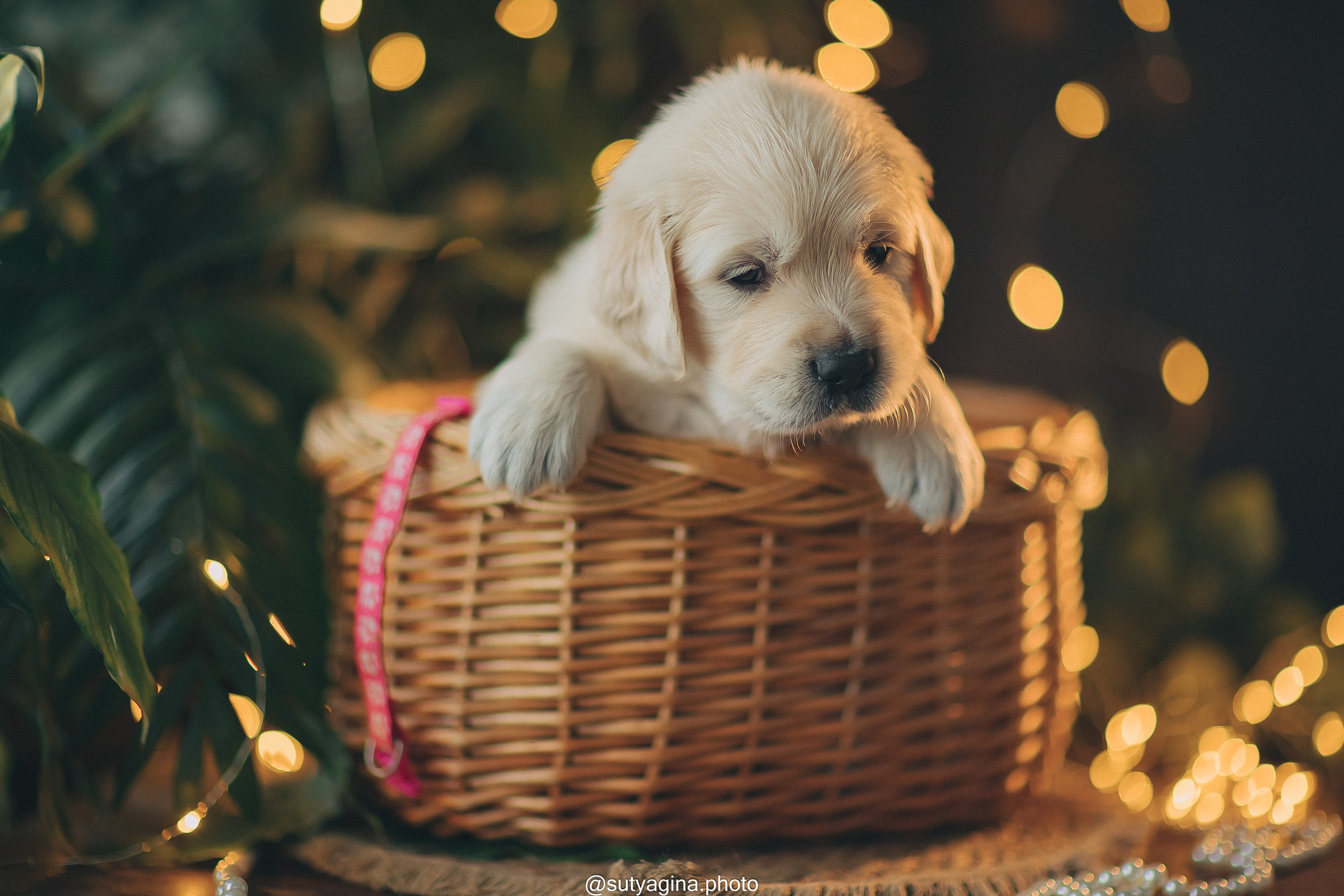 Розовый ошейник. Свадебный и женский фотограф