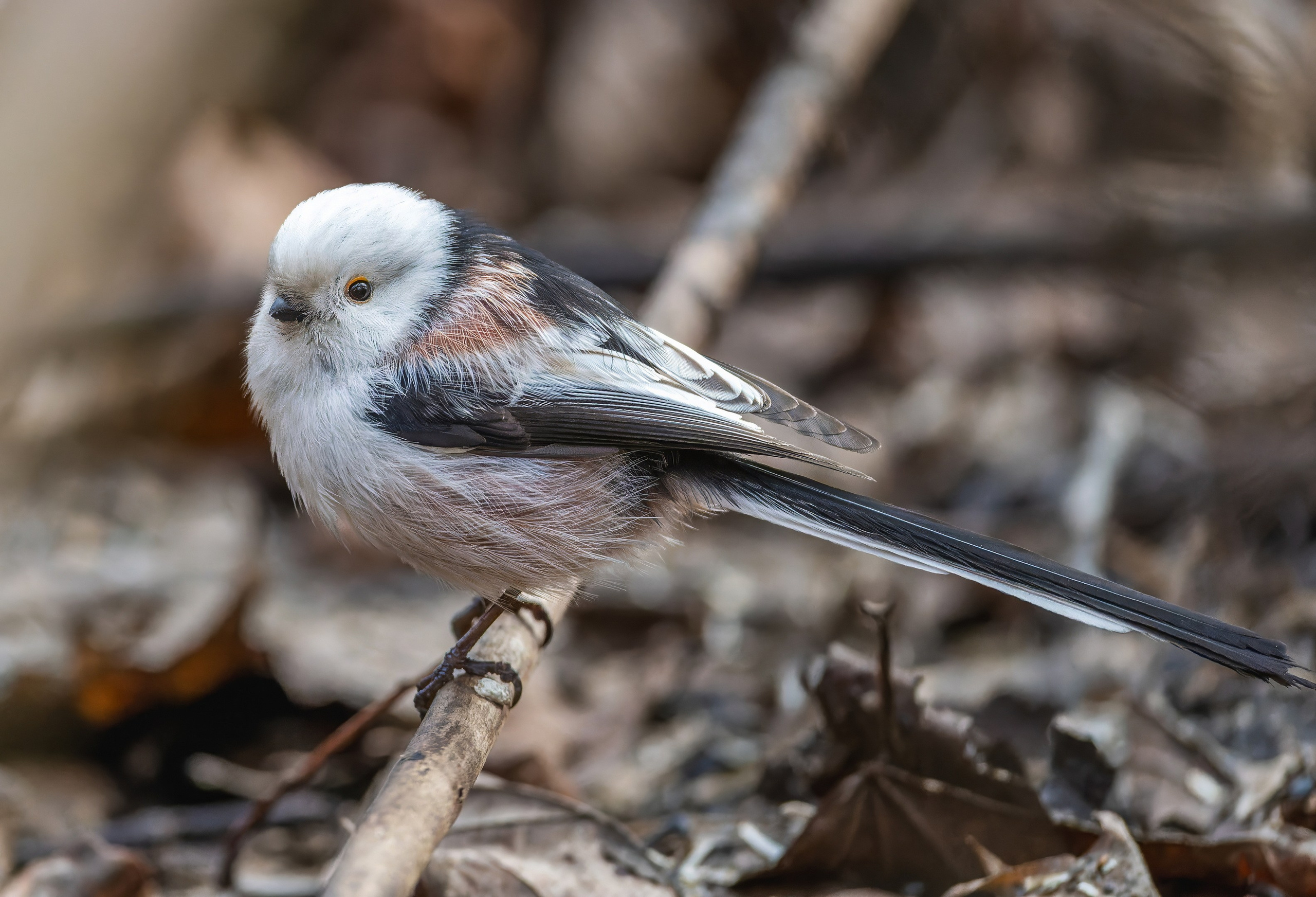 Анималистика. Константин Дем | Фотограф