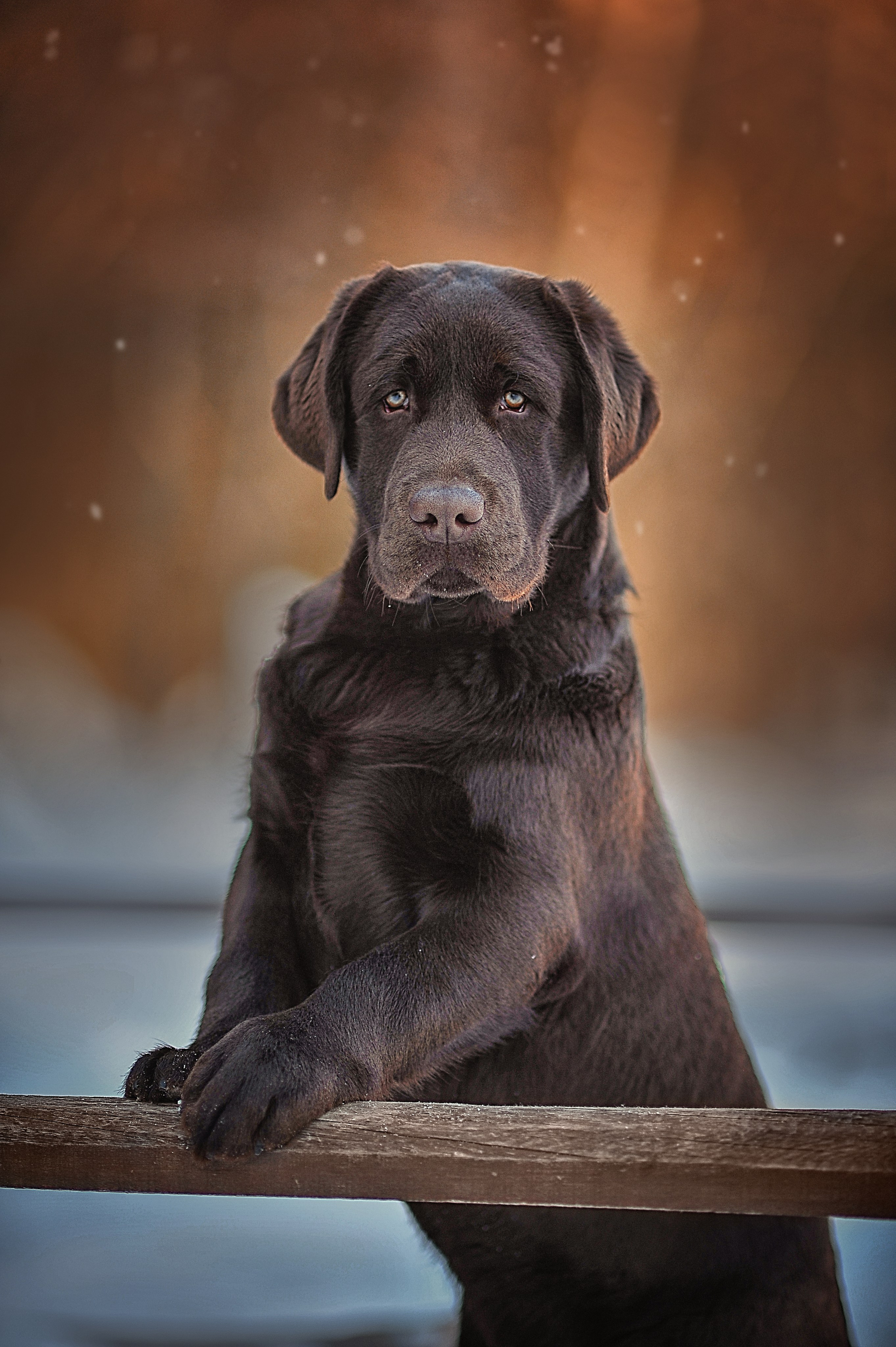 Фотосессия животных в Ижевских, фотограф животных. Детский, семейный фотограф в Ижевске и Москве Аксинья Лысенкова ADEN