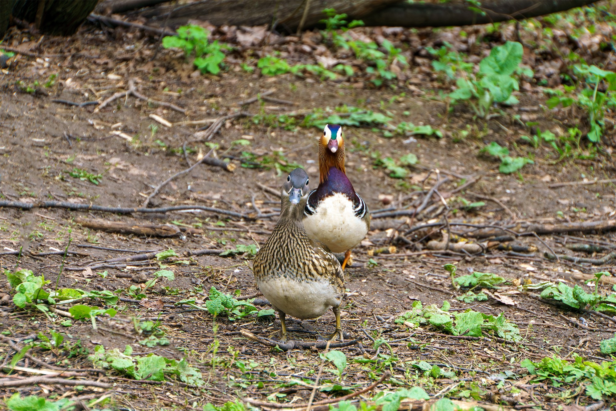 Удивительные мир птиц. Вокруг нас столько прекрасного — присмотритесь!. Ваш личный фотограф Марина Волкова